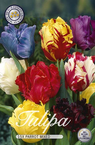Tulpe Parrot Mix (15 Stück)