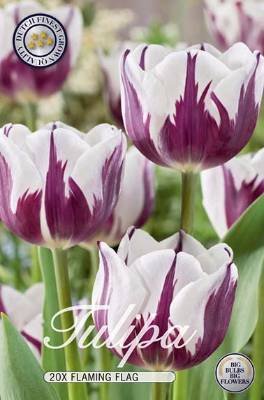 Tulpe Flaming Flag (20 Stück)