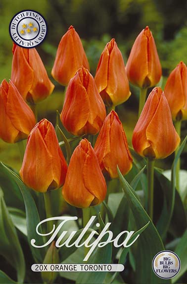 Tulpe Orange Toronto (20 Stück)