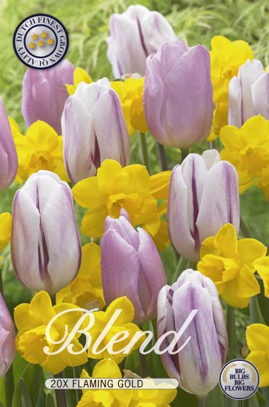 Tulpe/Narzisse Flaming Gold (20 Stück)