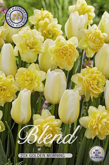 Tulpe/Narzisse Golden Morning (20 Stück)