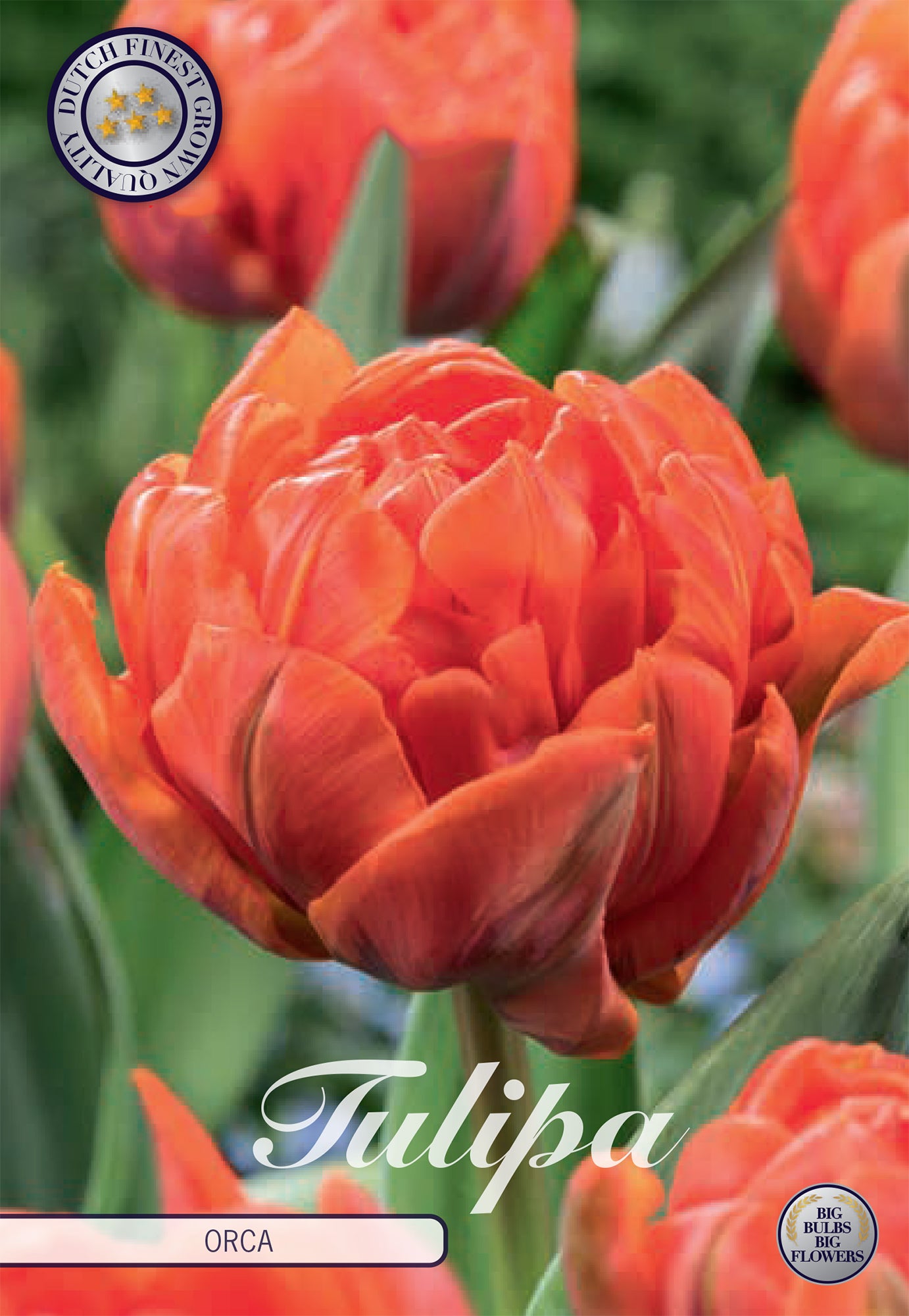 Tulpe Orca (7 Stück)
