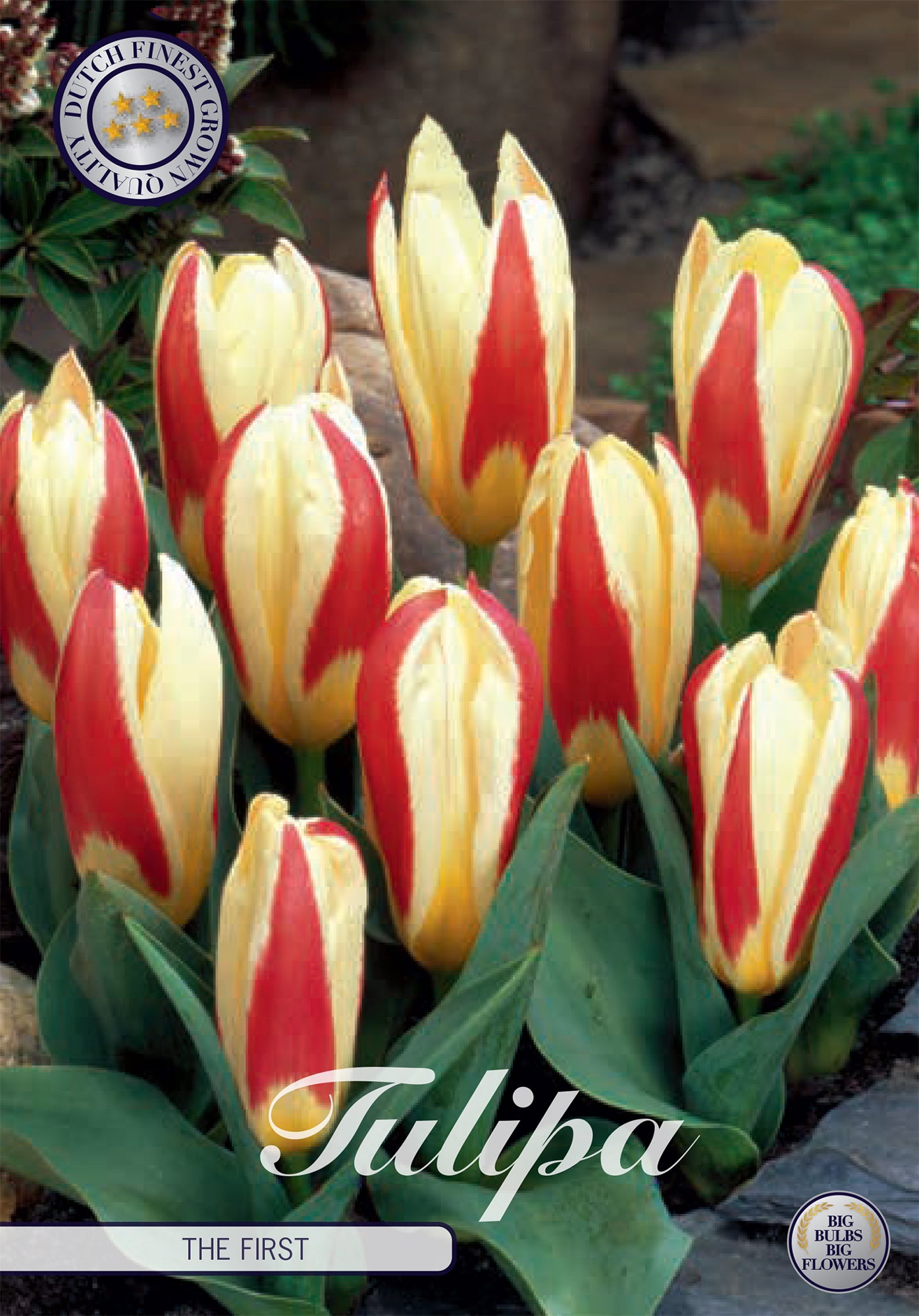 Tulpe The First (7 Stück)