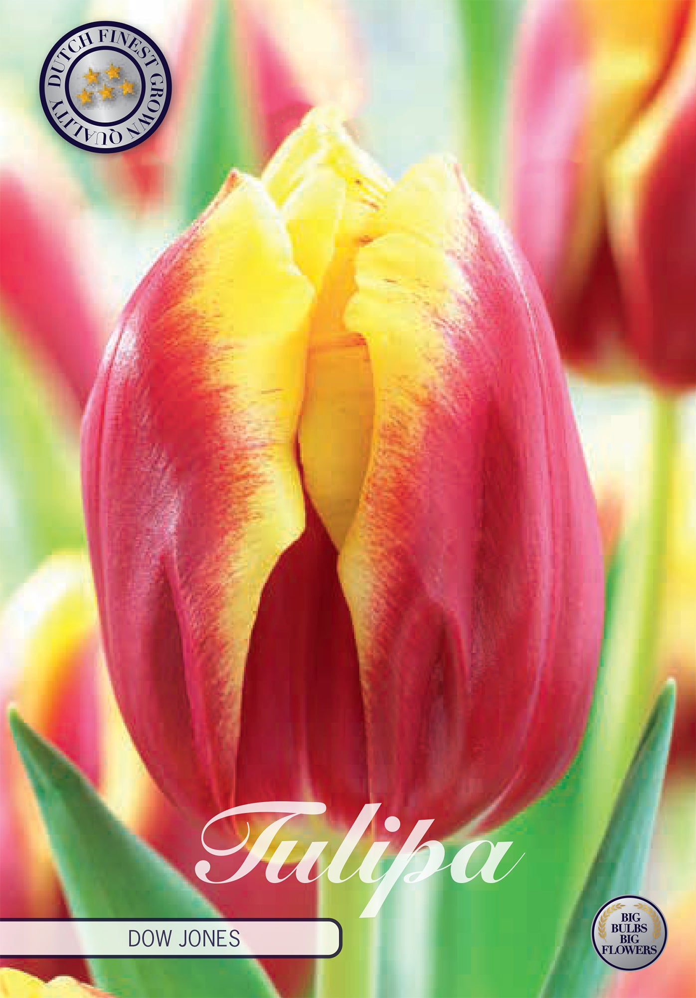 Tulpe Dow Jones (10 Stück)