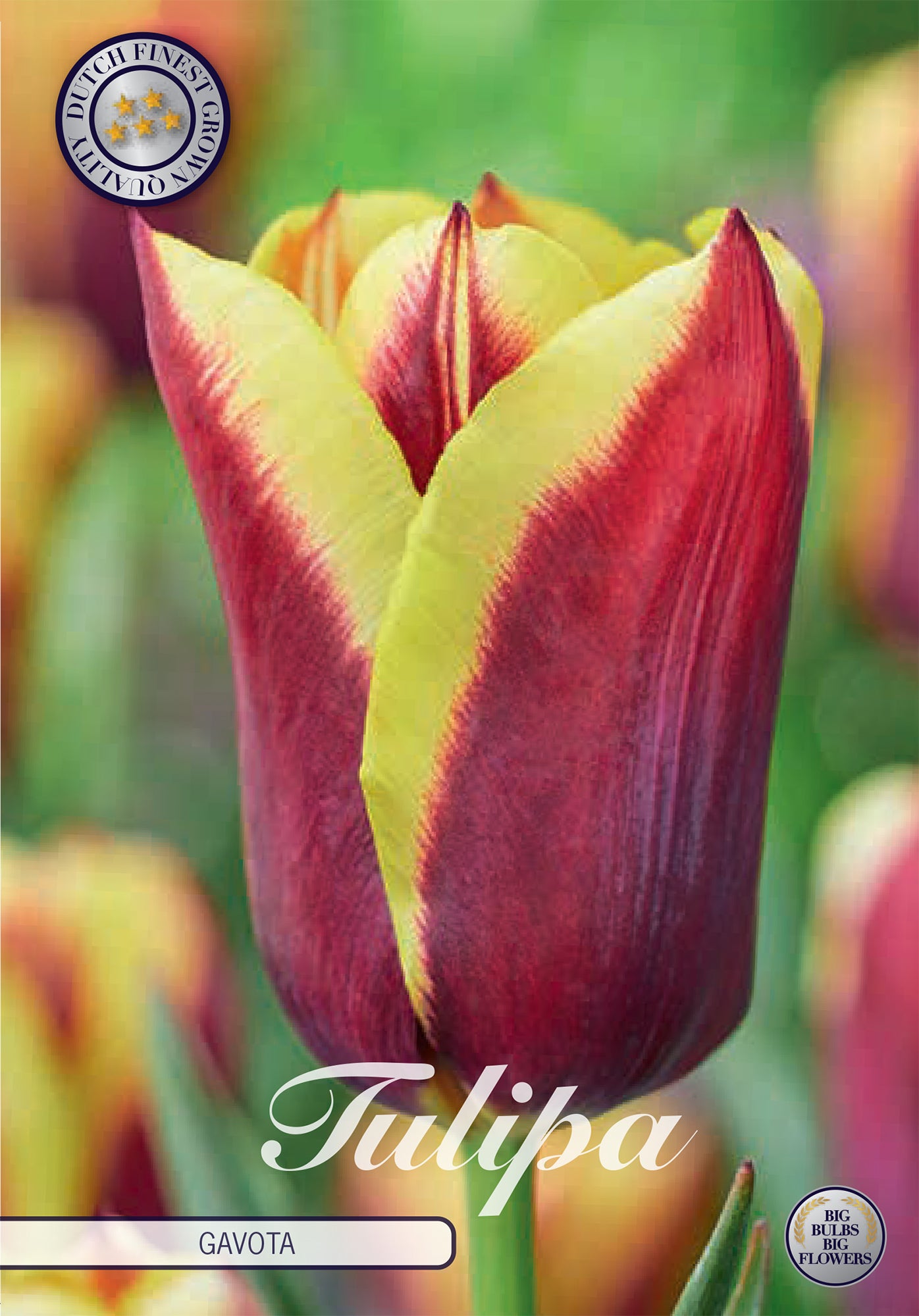 Tulpe Gavota (10 Stück)