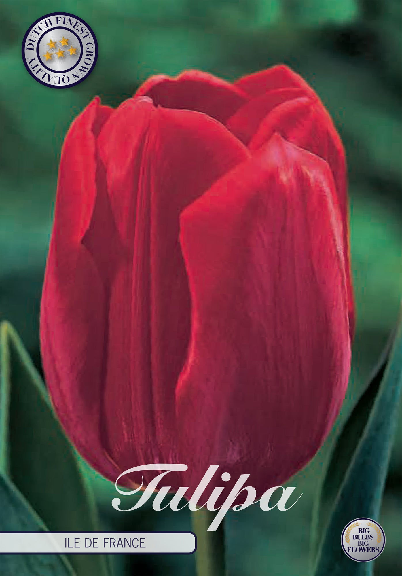 Tulpe Ile De France (10 Stück)