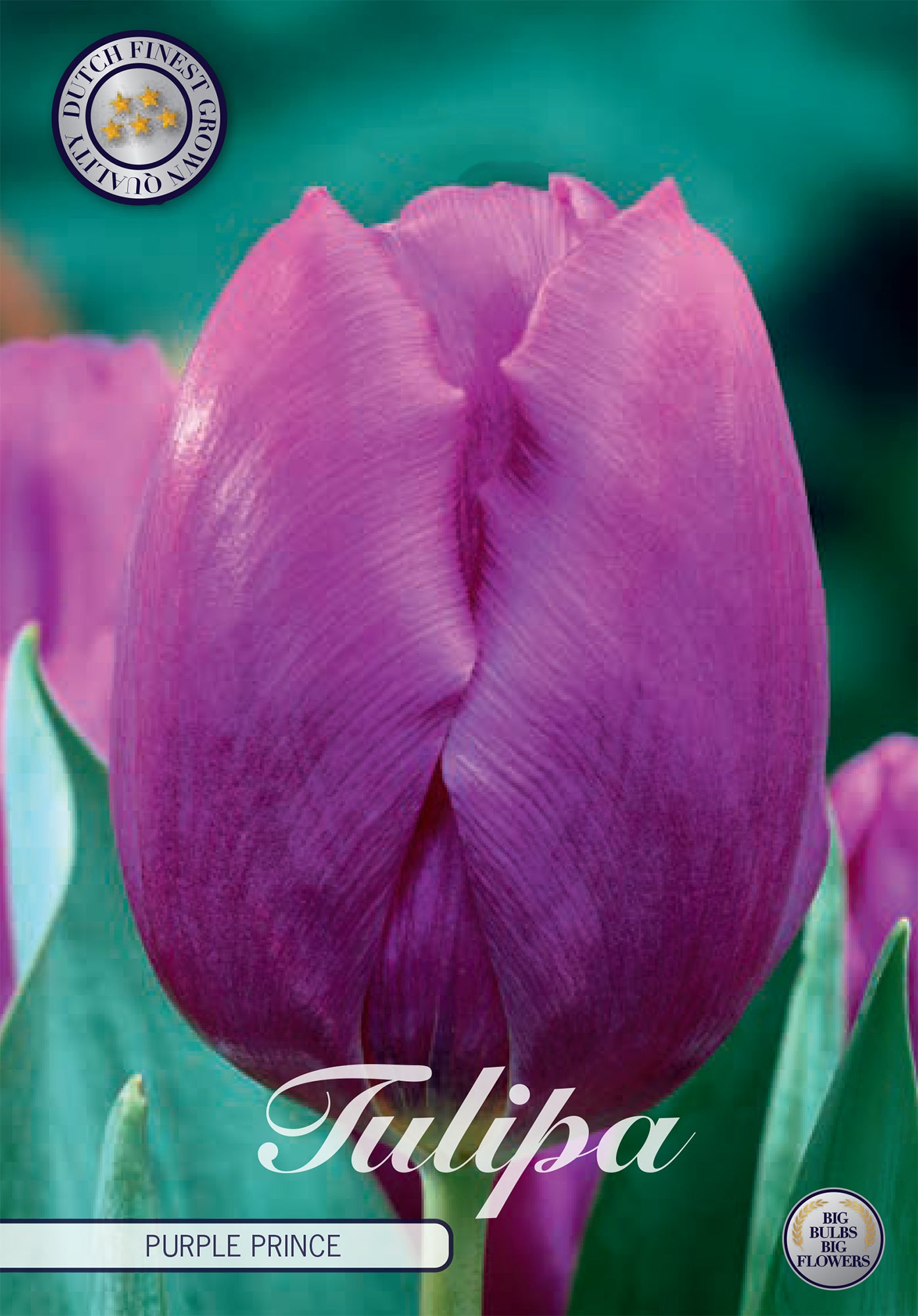 Tulpe Purple Prince (10 Stück)