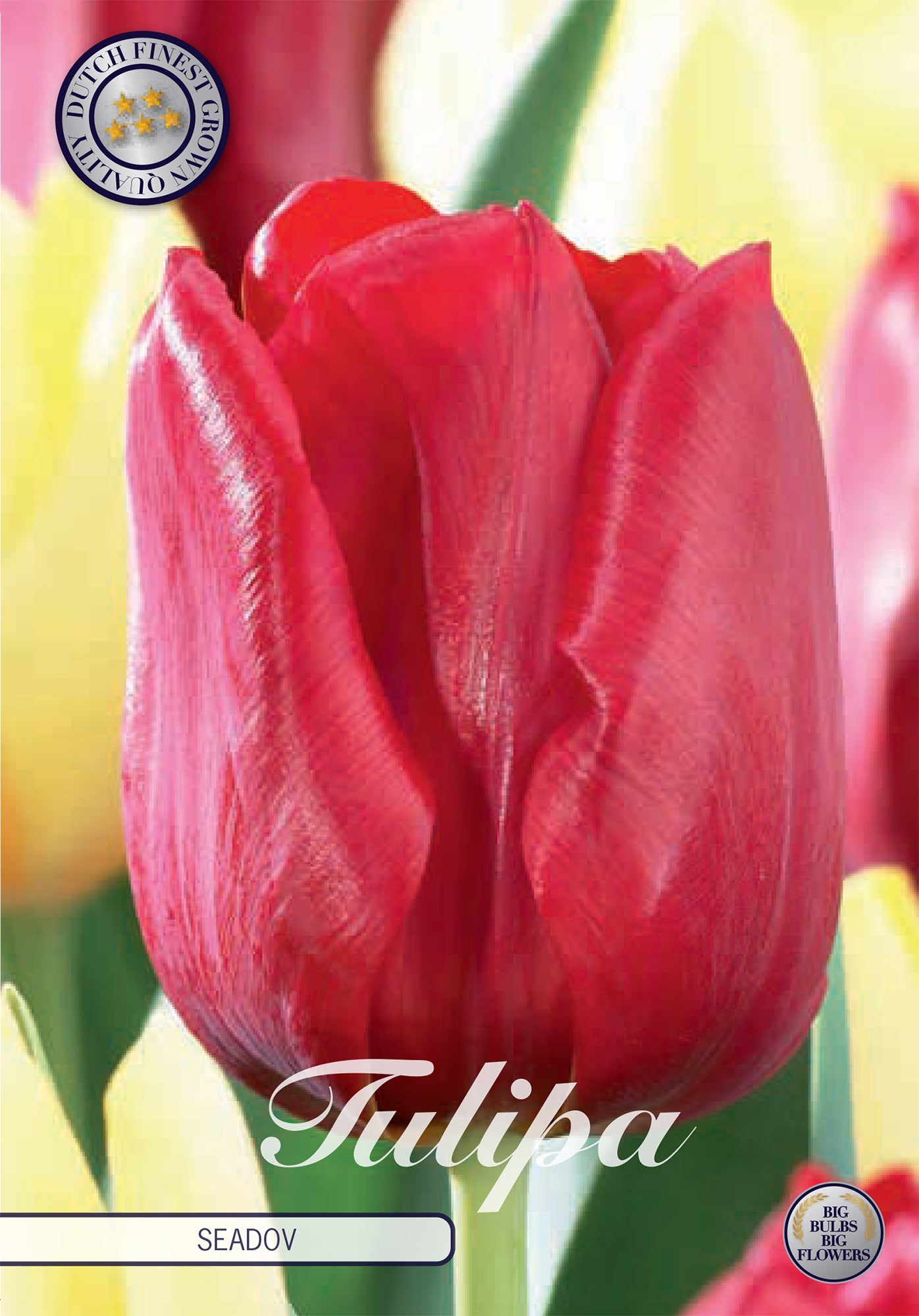 Tulpe Seadov (10 Stück)