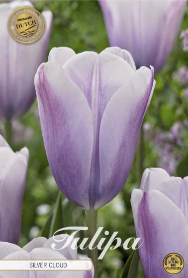 Tulpe Silver Cloud (5 Stück)