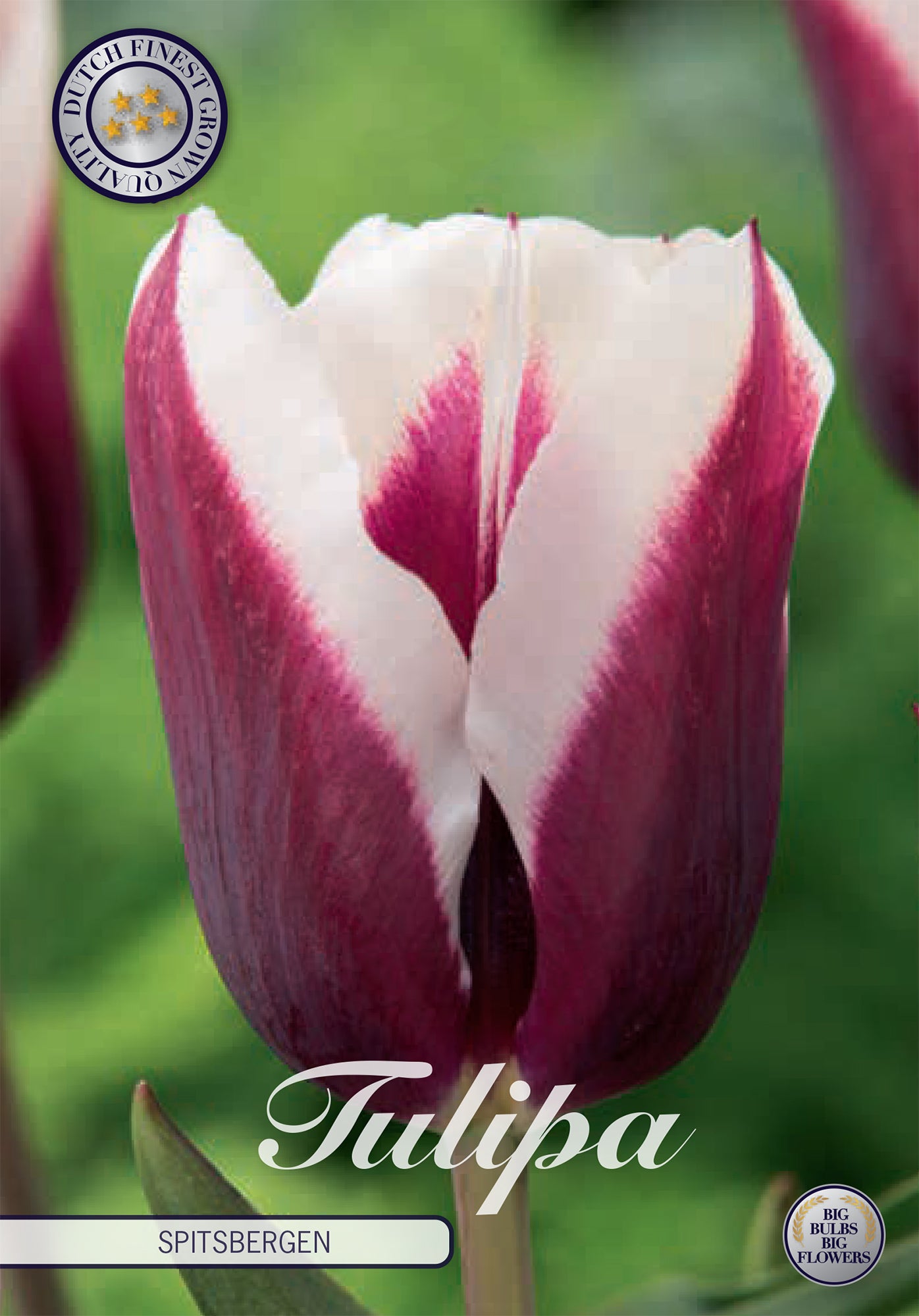 Tulpe Spitsbergen (7 Stück)