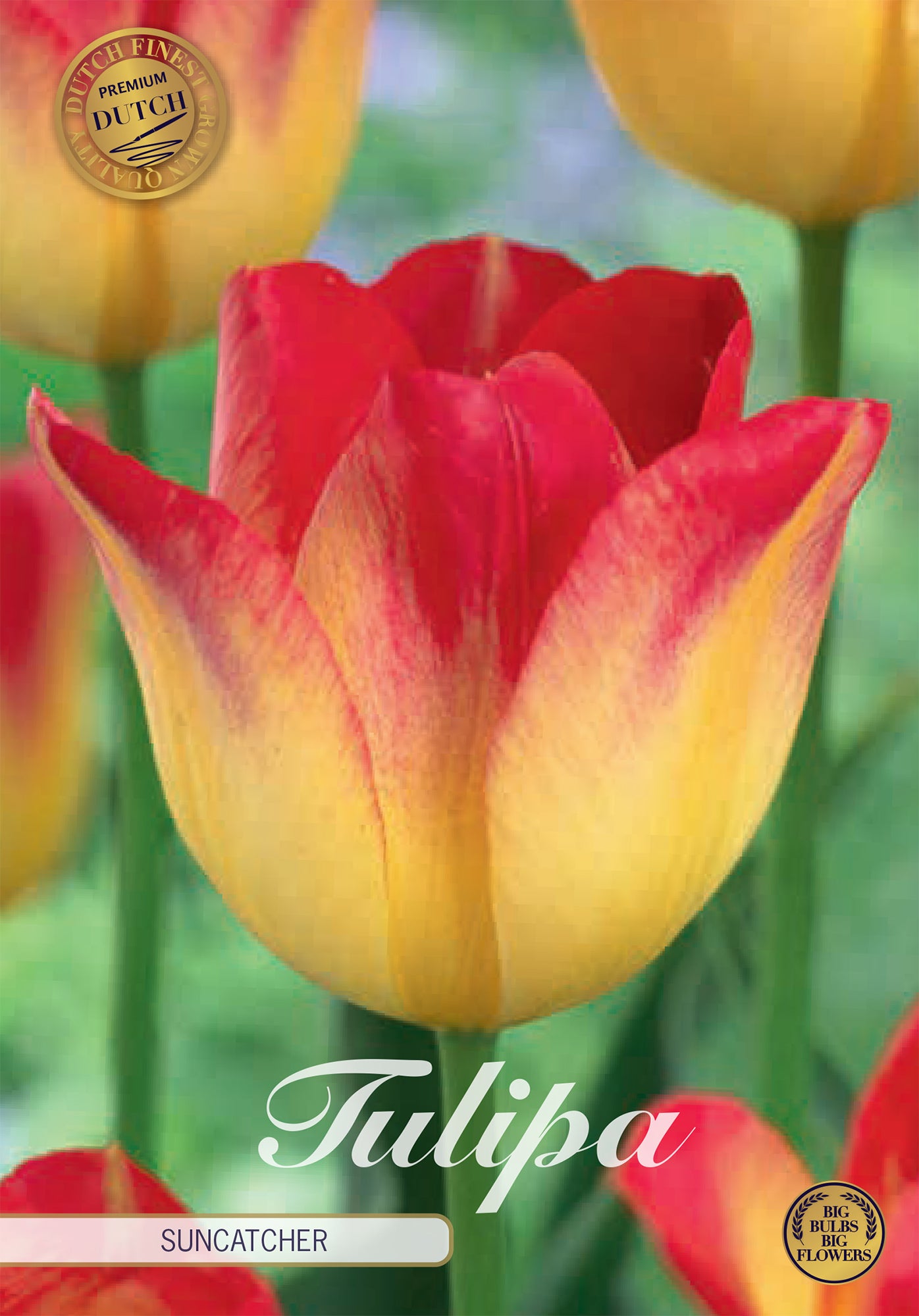 Tulpe Suncatcher (7 Stück)