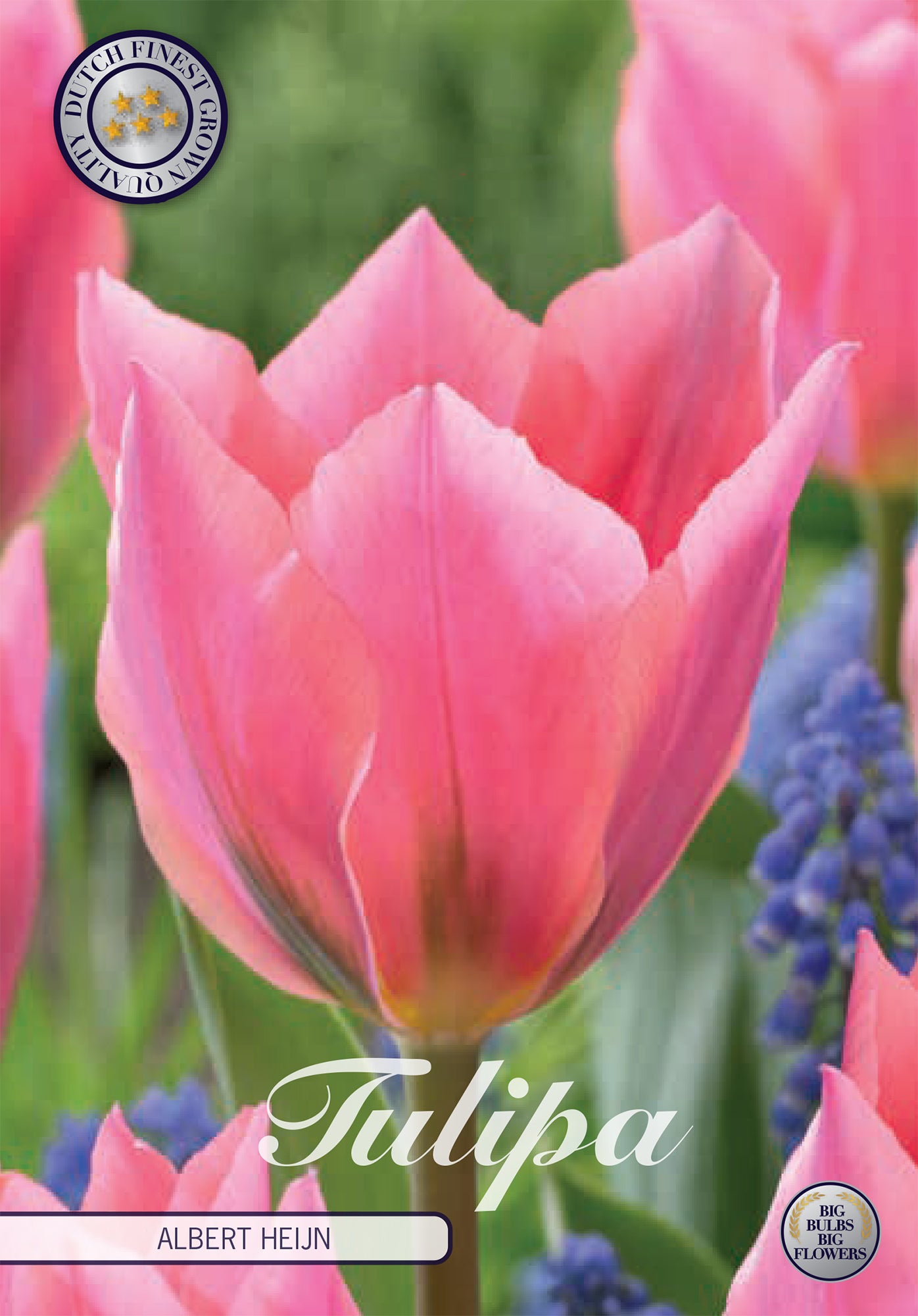 Tulpe Albert Heijn (7 Stück)