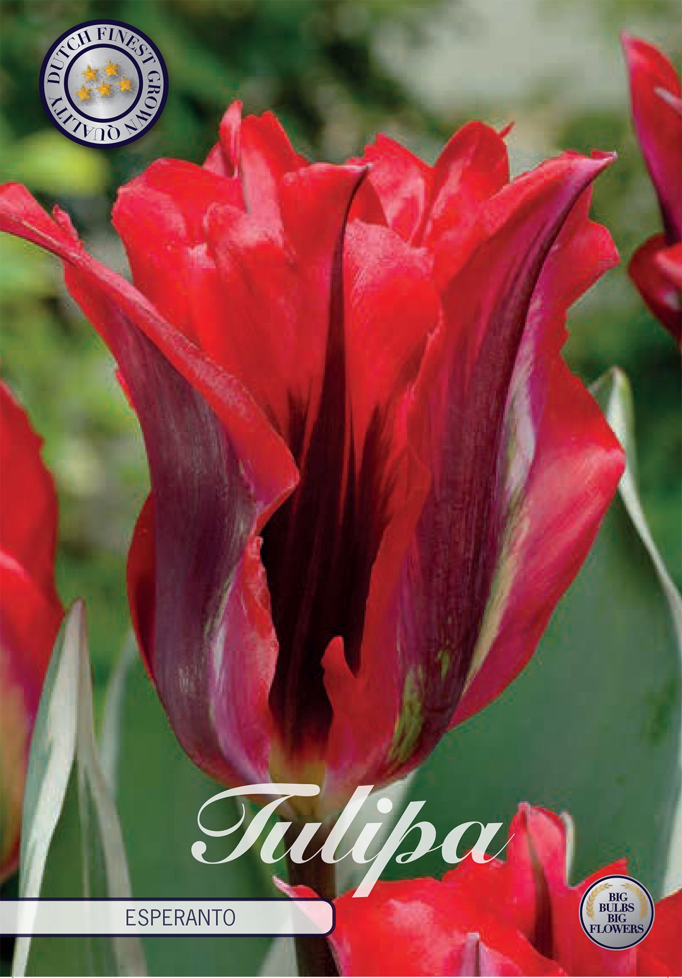 Tulpe Esperanto (7 Stück)