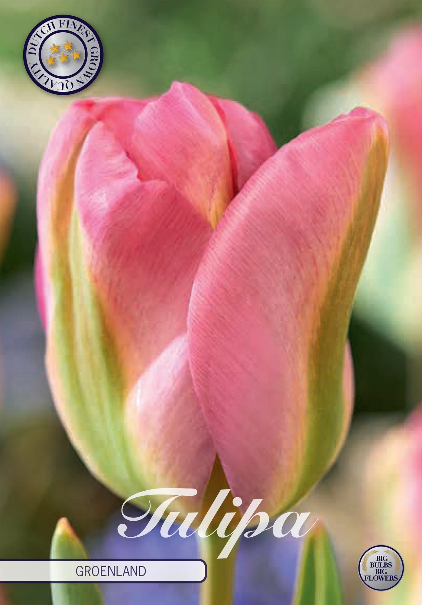 Tulpe Groenland (7 Stück)