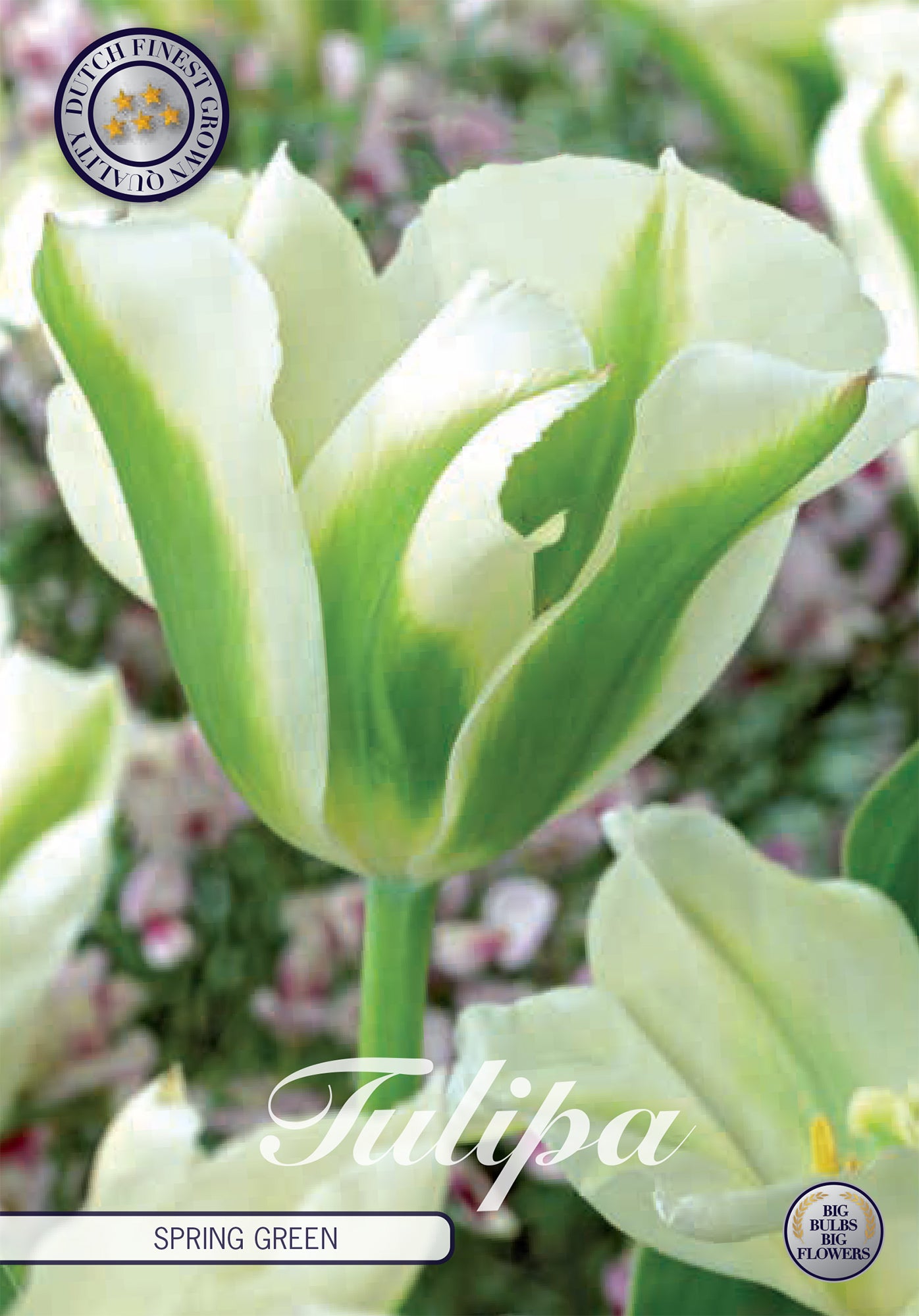 Tulpe Spring Green (7 Stück)
