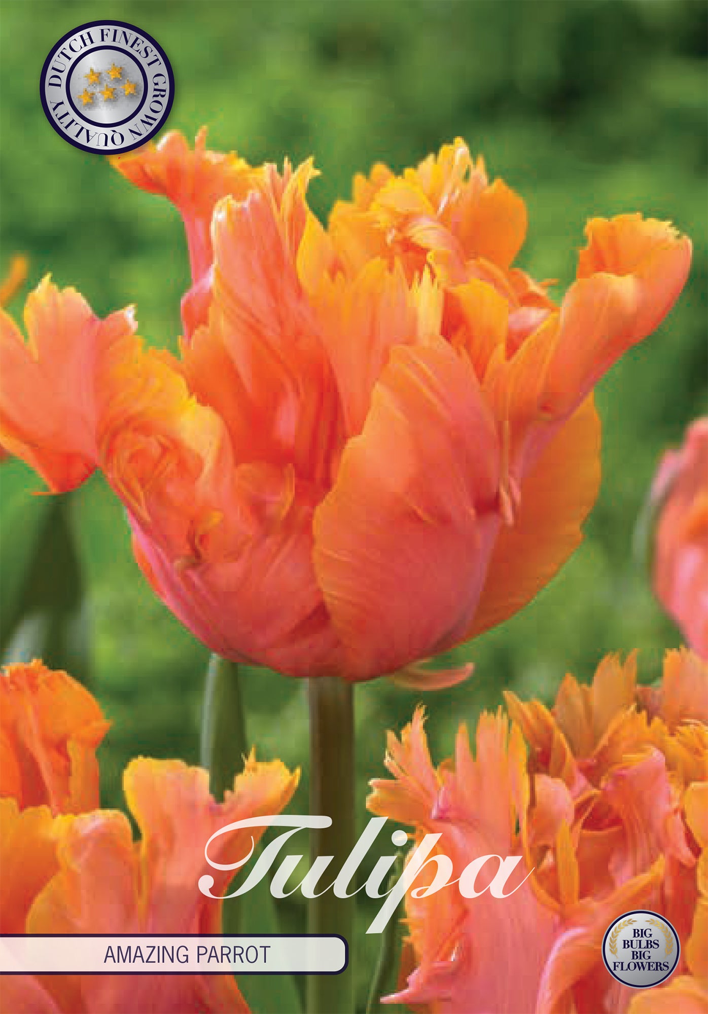 Tulpe Amazing Parrot (7 Stück)