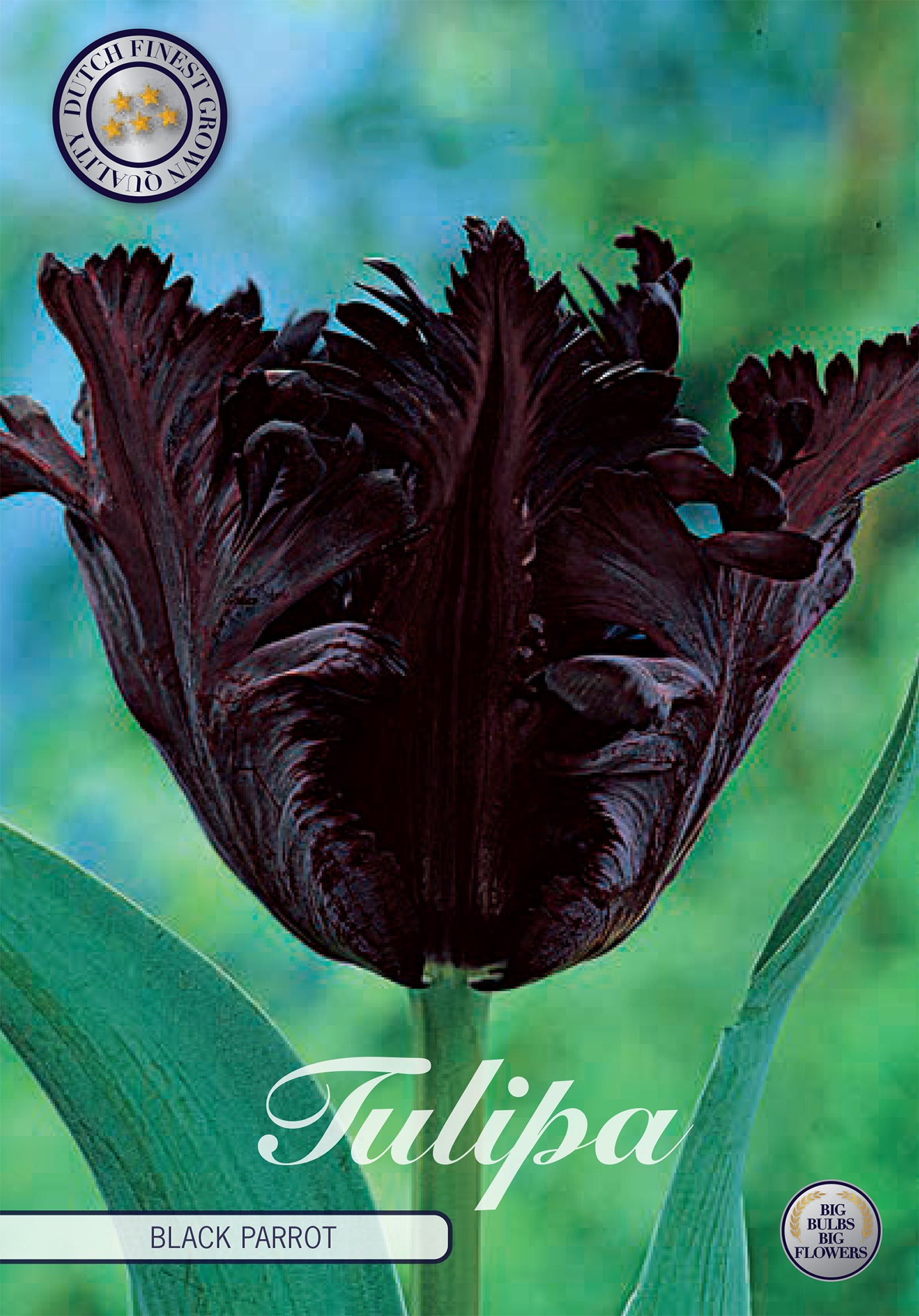 Tulpe Black Parrot (7 Stück)