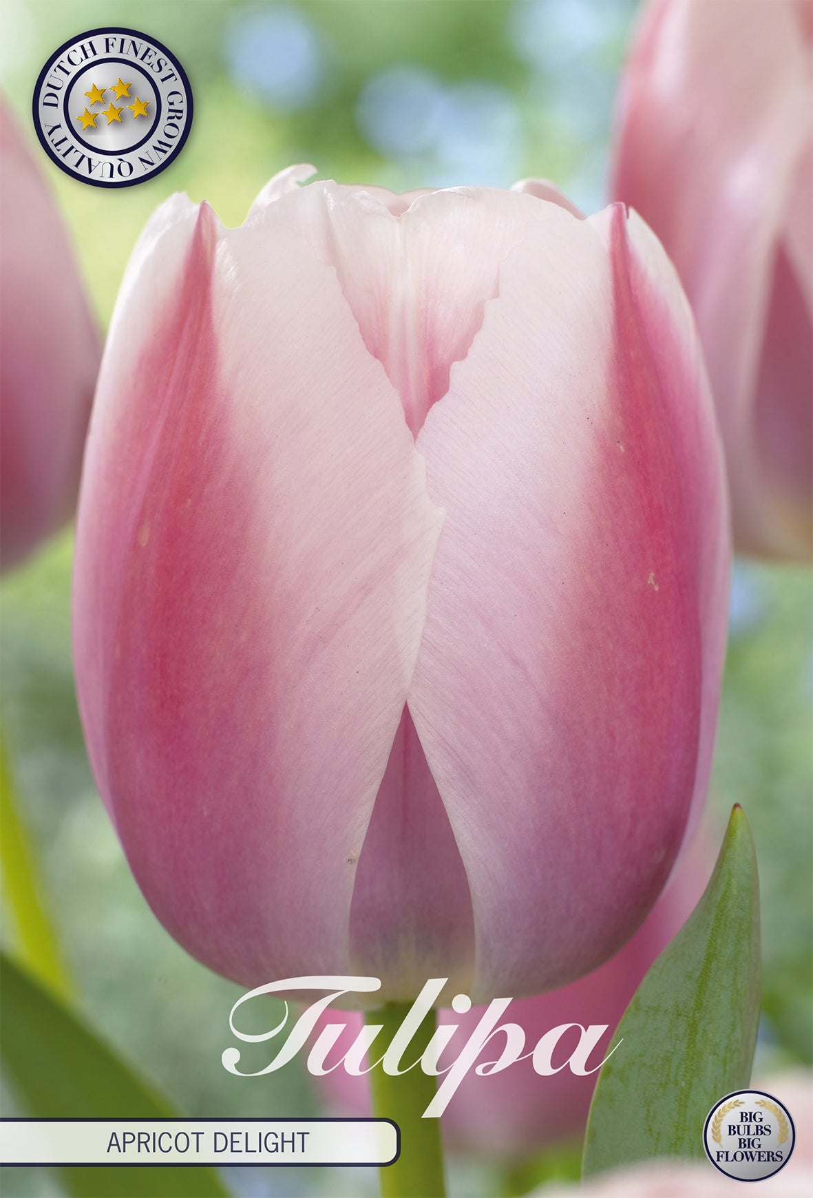 Tulpe Apricot Delight (7 Stück)