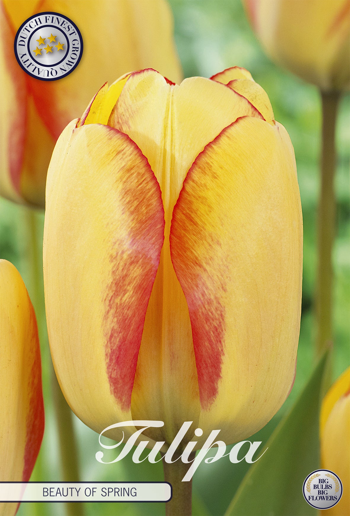 Tulpe Beauty Of Spring (10 Stück)