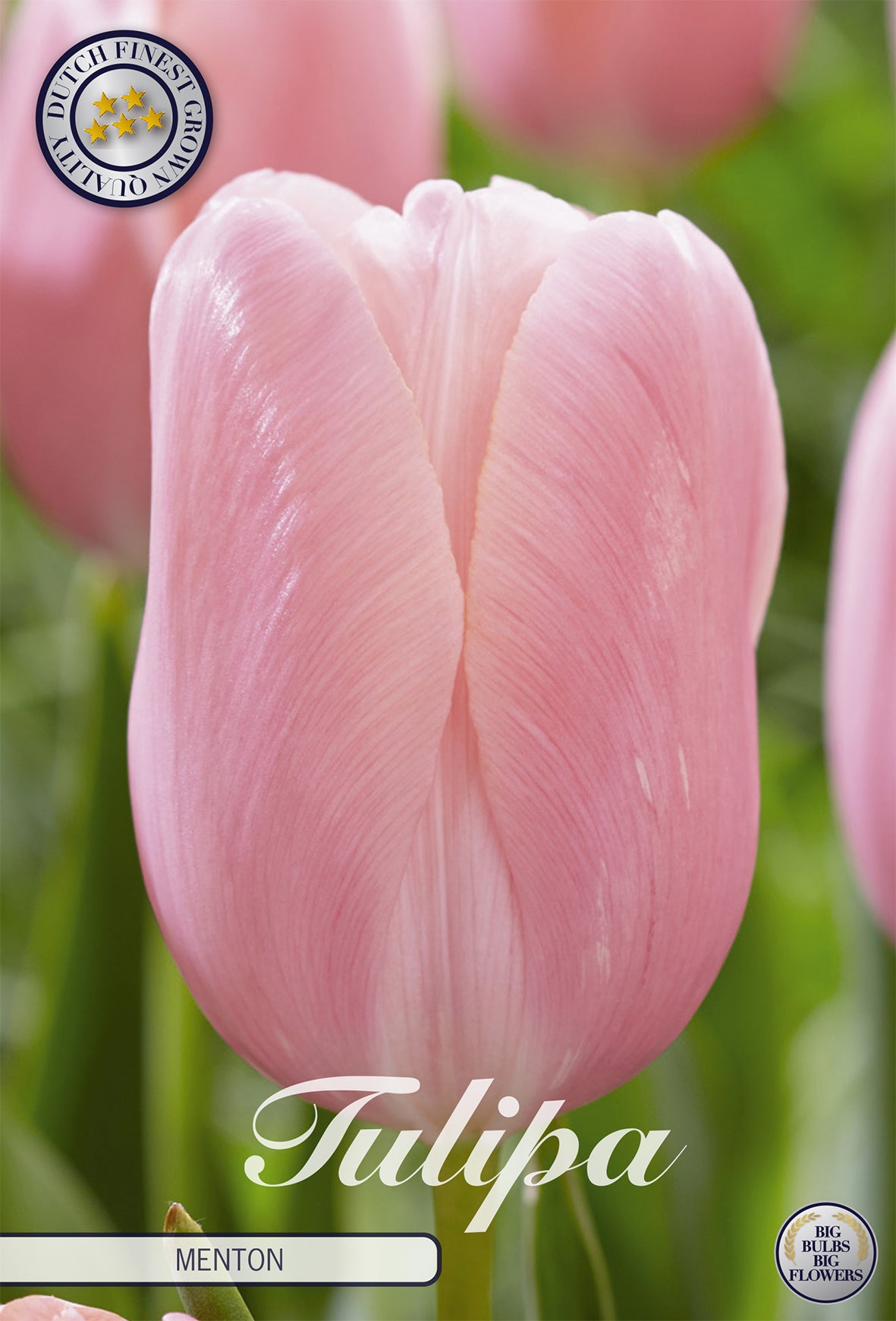 Tulpe Menton (7 Stück)