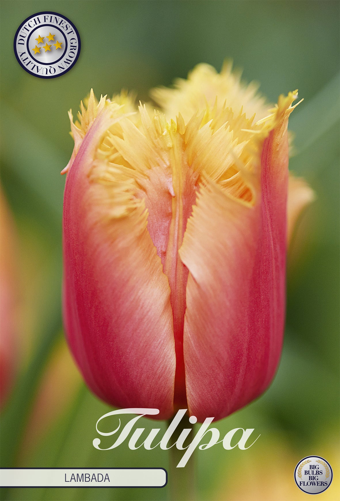 Tulpe Lambada (10 Stück)