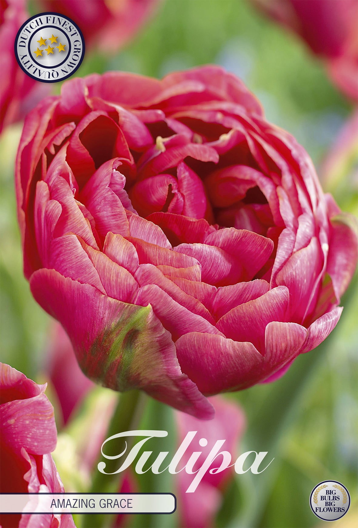 Tulpe Amazing Grace (7 Stück)