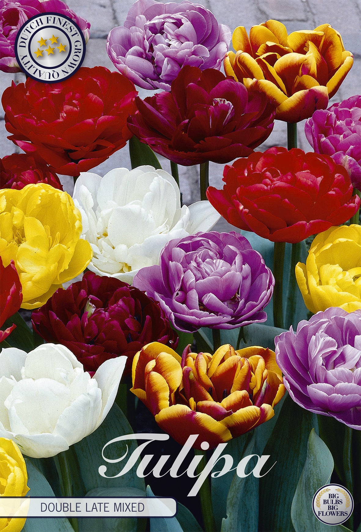Tulpe Double Late Mix (10 Stück)