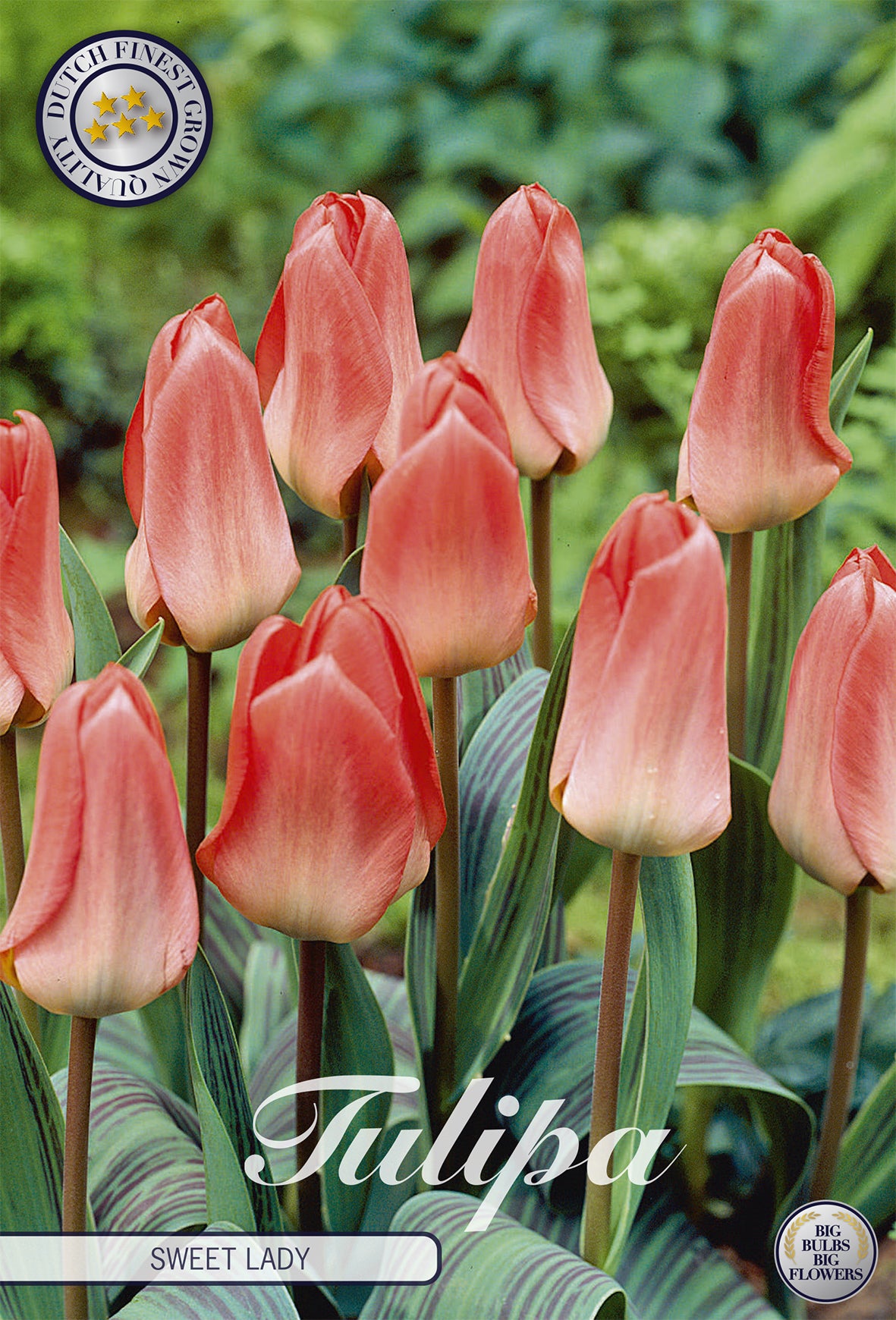 Tulpe Sweet Lady (7 Stück)