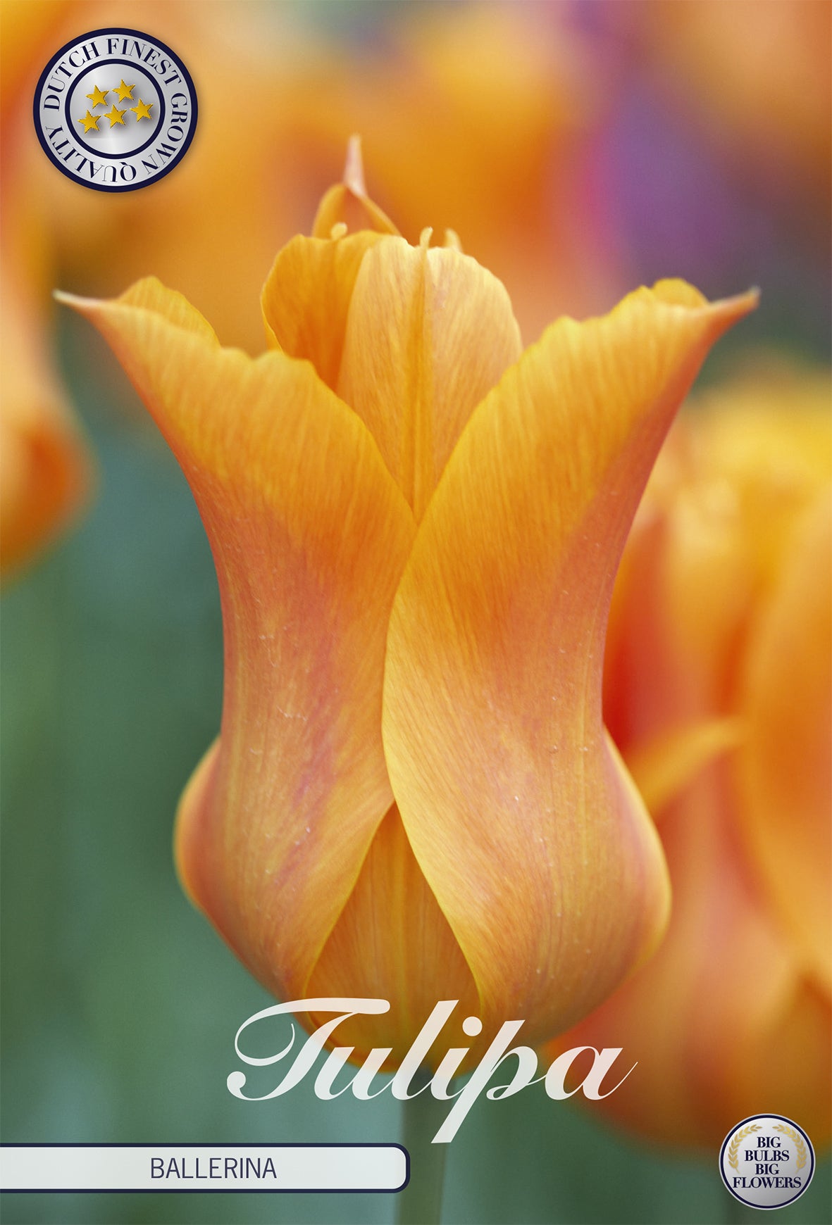 Tulpe Ballerina (7 Stück)