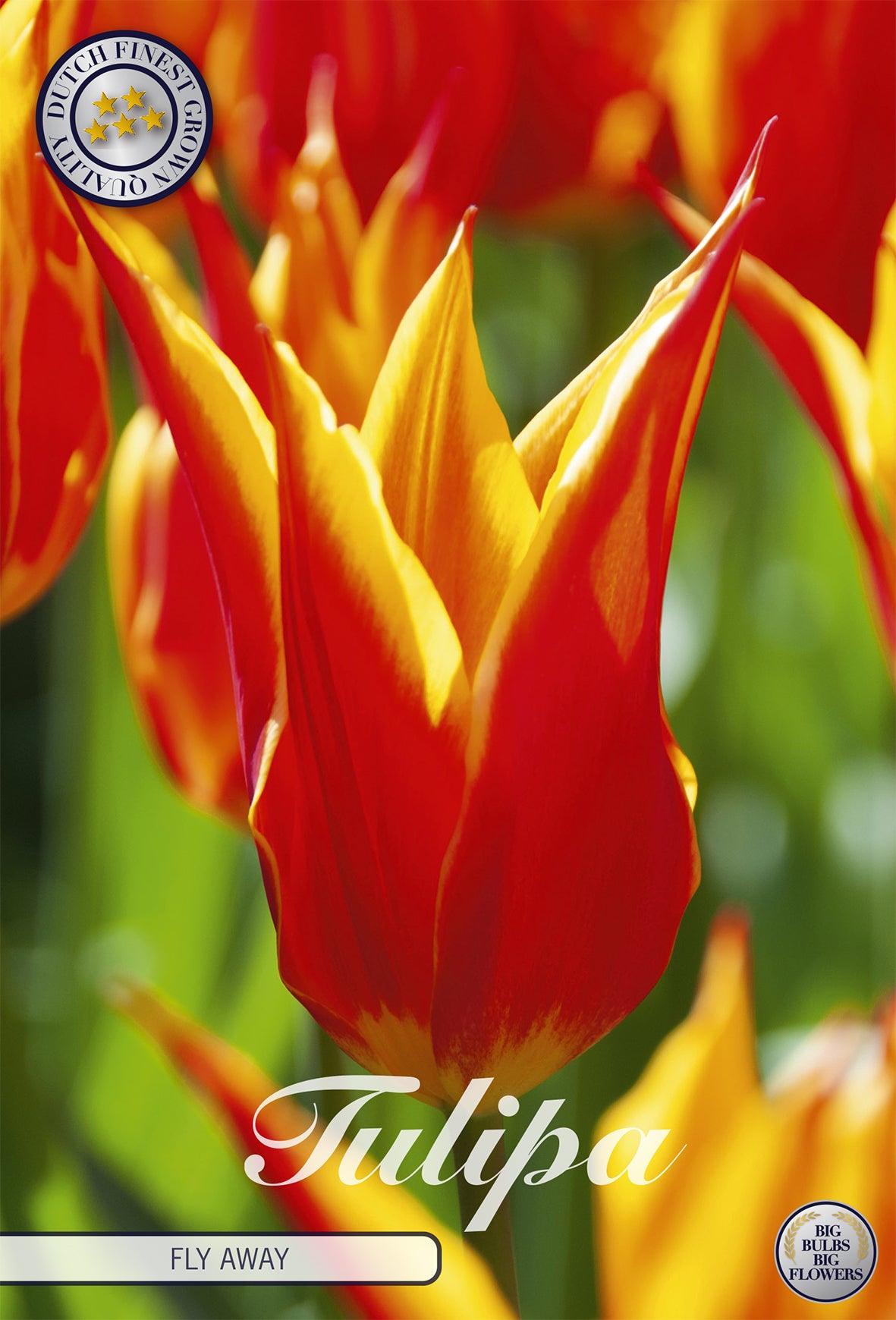 Tulpe Fly Away (7 Stück)