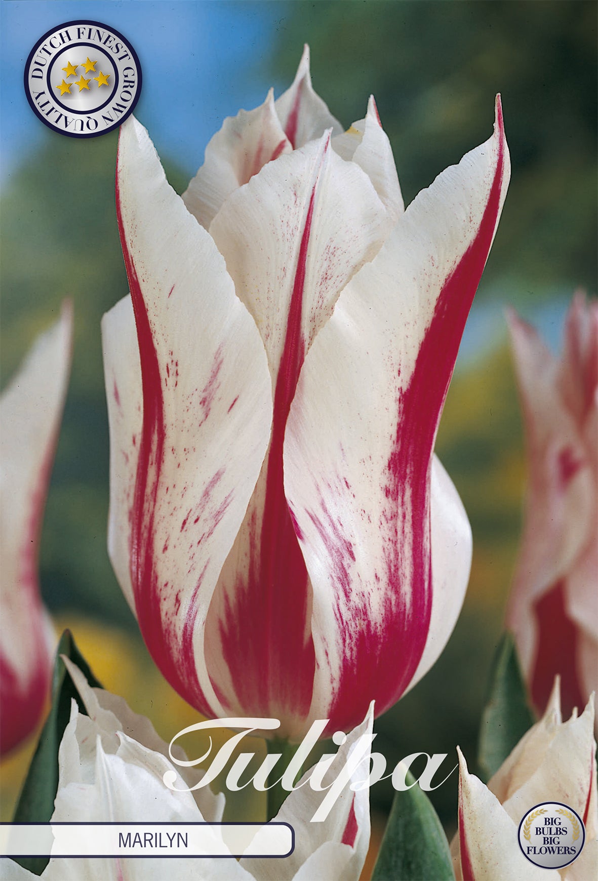 Tulpe Marilyn (7 Stück)
