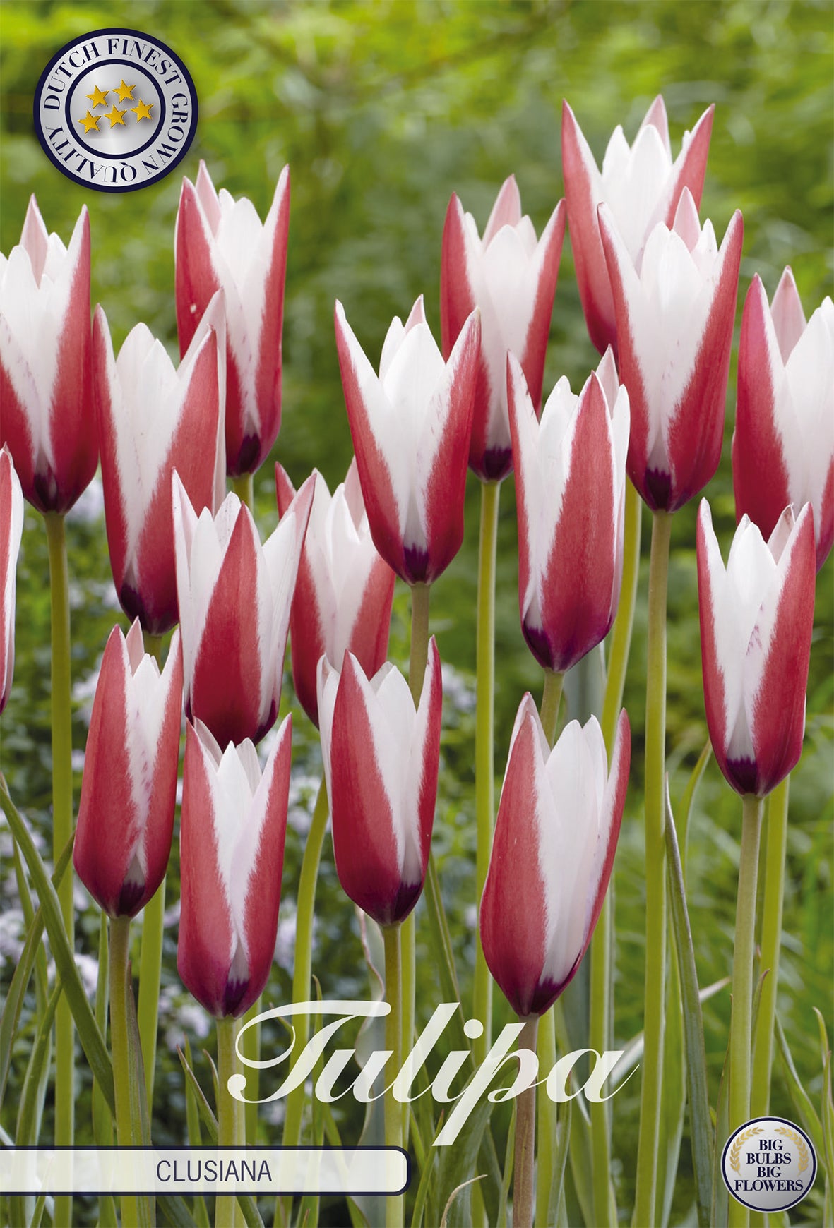 Tulpe Clusiana (10 Stück)