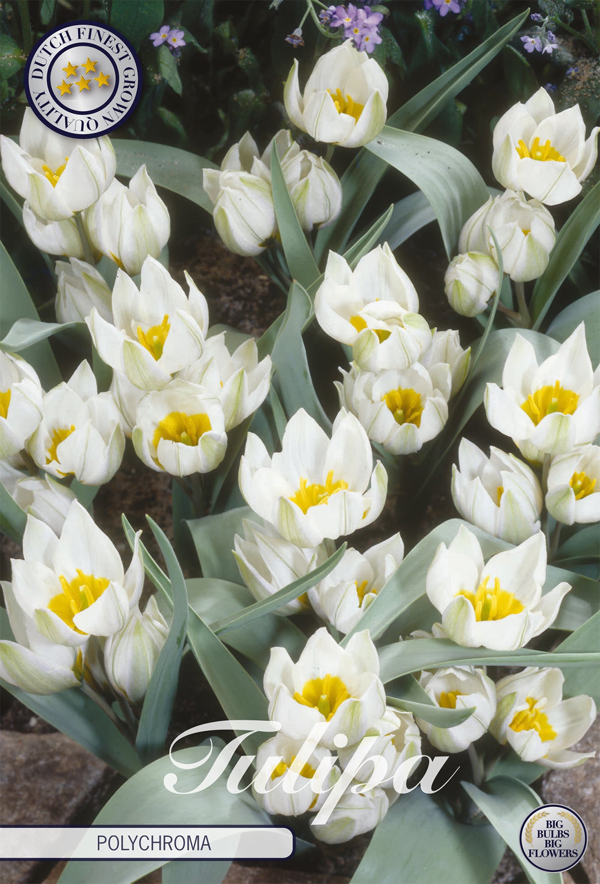Tulpe Polychroma (10 Stück)