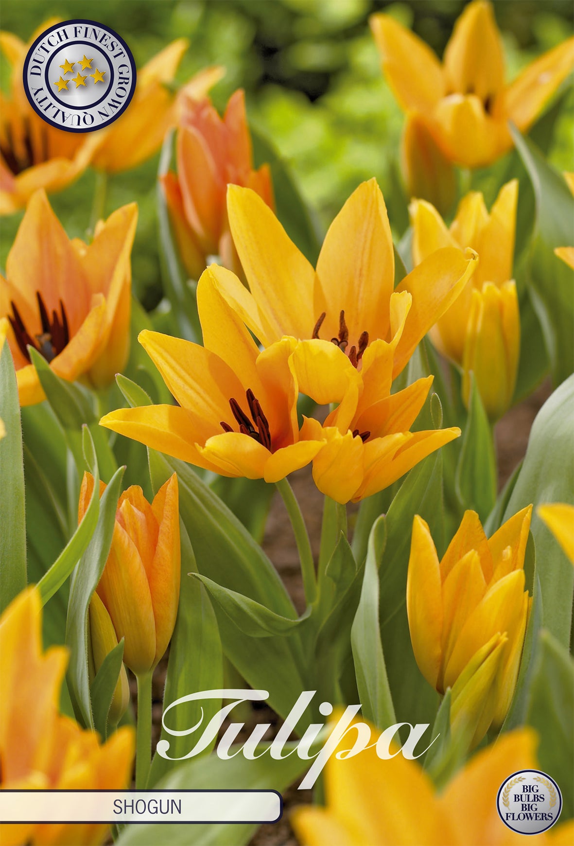 Tulpe Shogun (10 Stück)