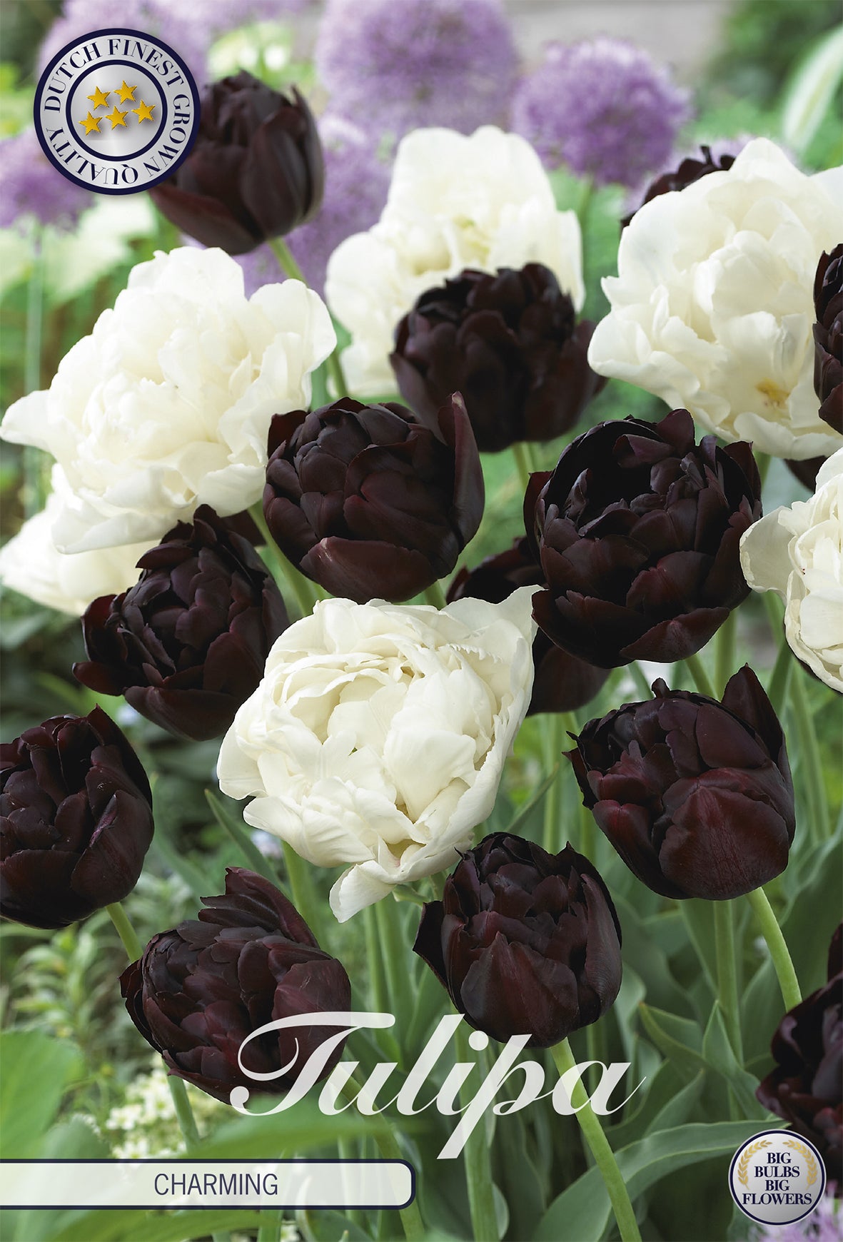 Tulpe Charming (10 Stück)