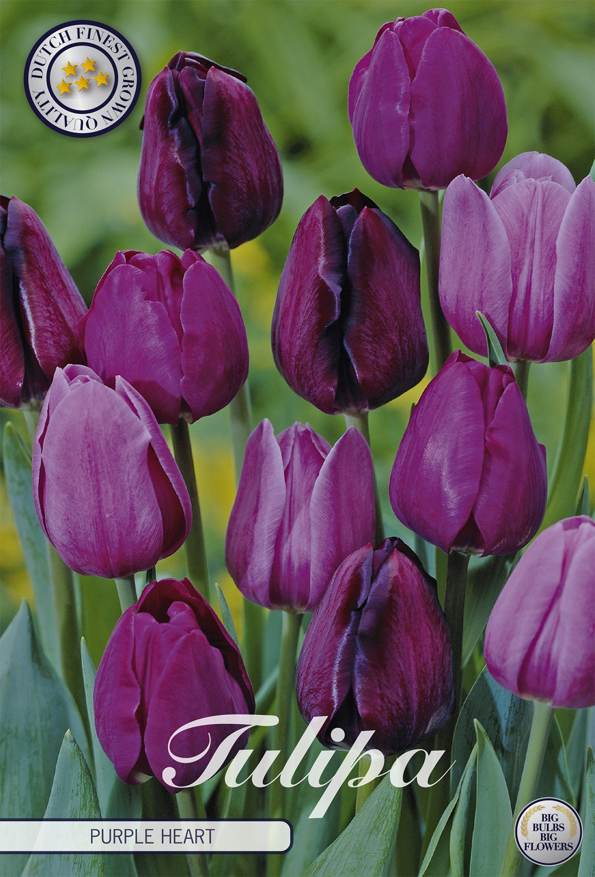 Tulpe Purple Heart (10 Stück)