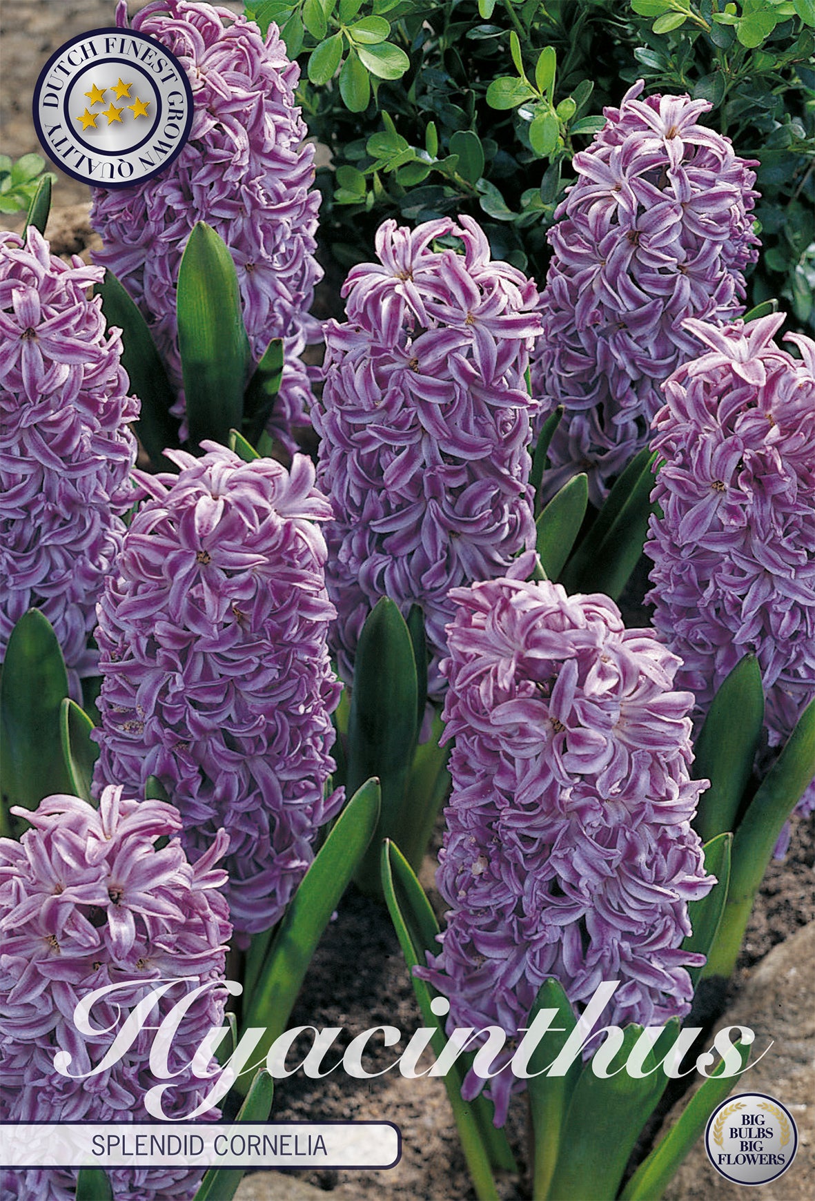 Hyazinthe Splendid Cornelia (5 Stück)