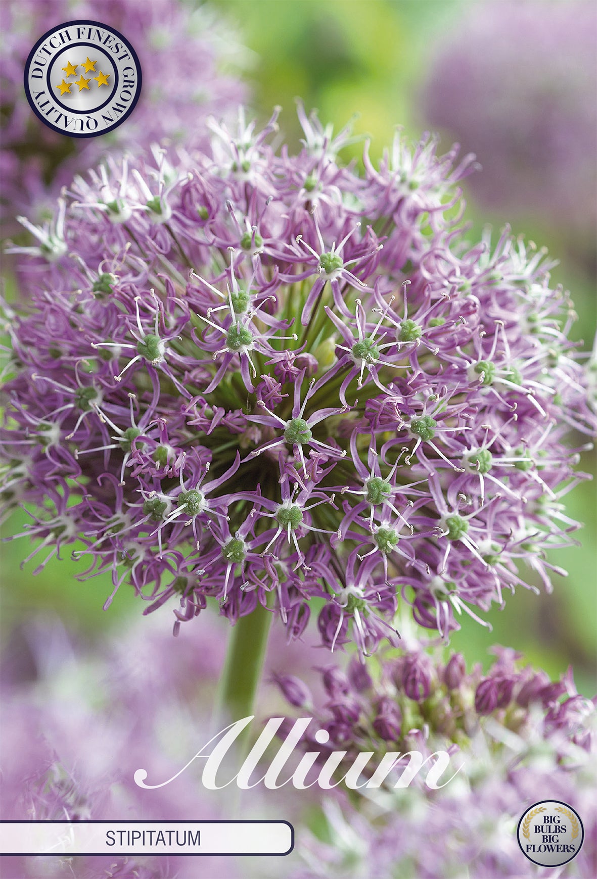Zierlauch Stipitatum (2 Stück)