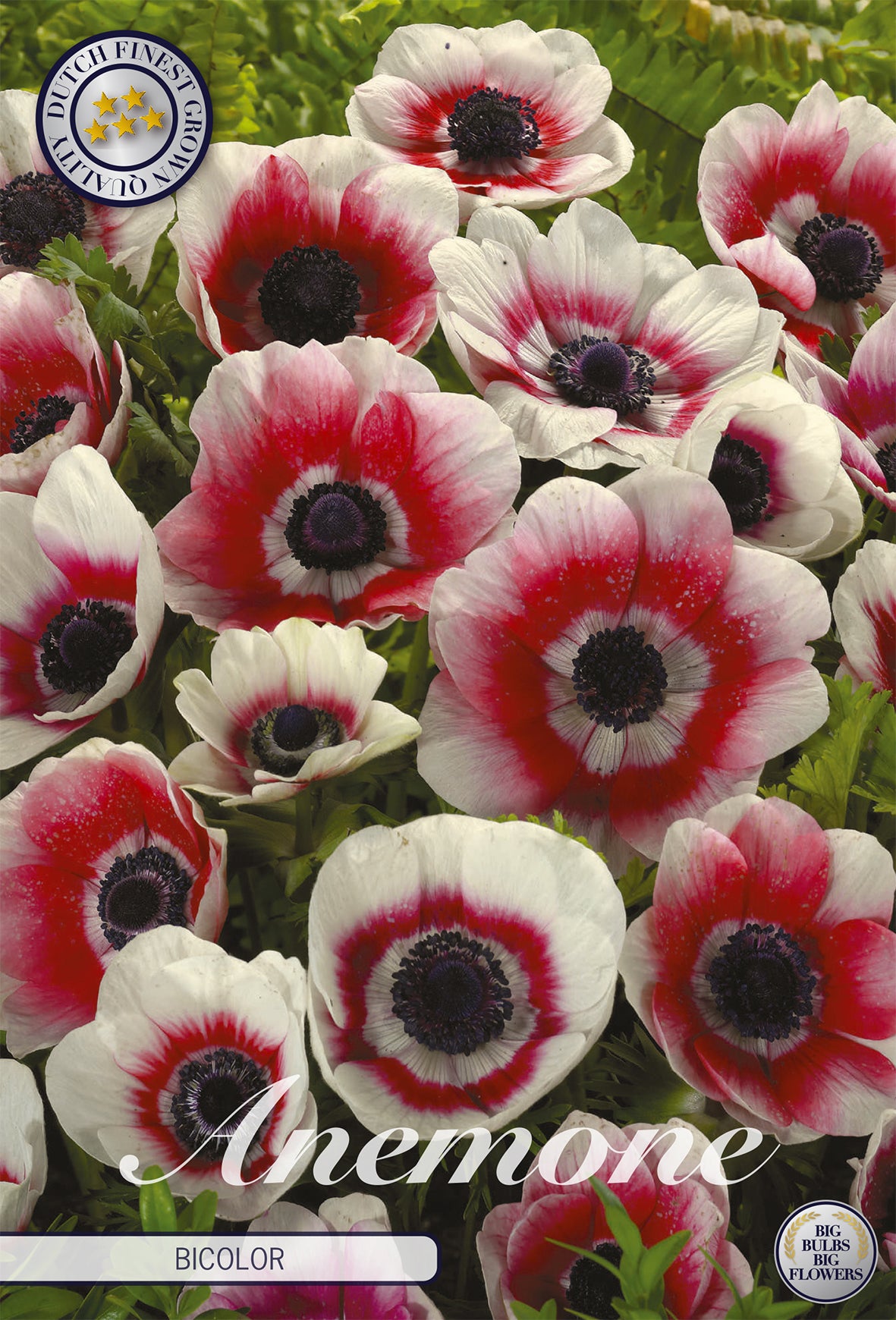 Anemone Bicolor (20 Stück)