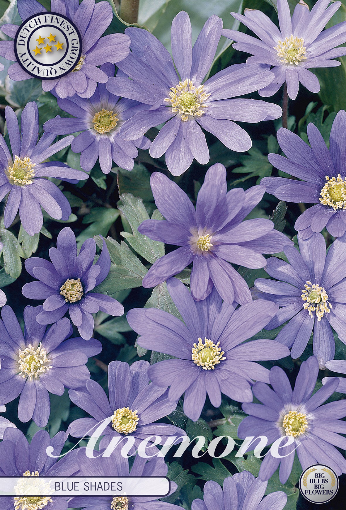 Anemone Blue Shades (20 Stück)