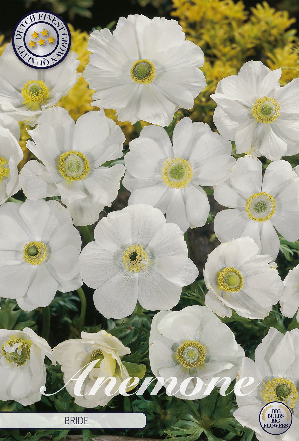 Anemone Bride (20 Stück)