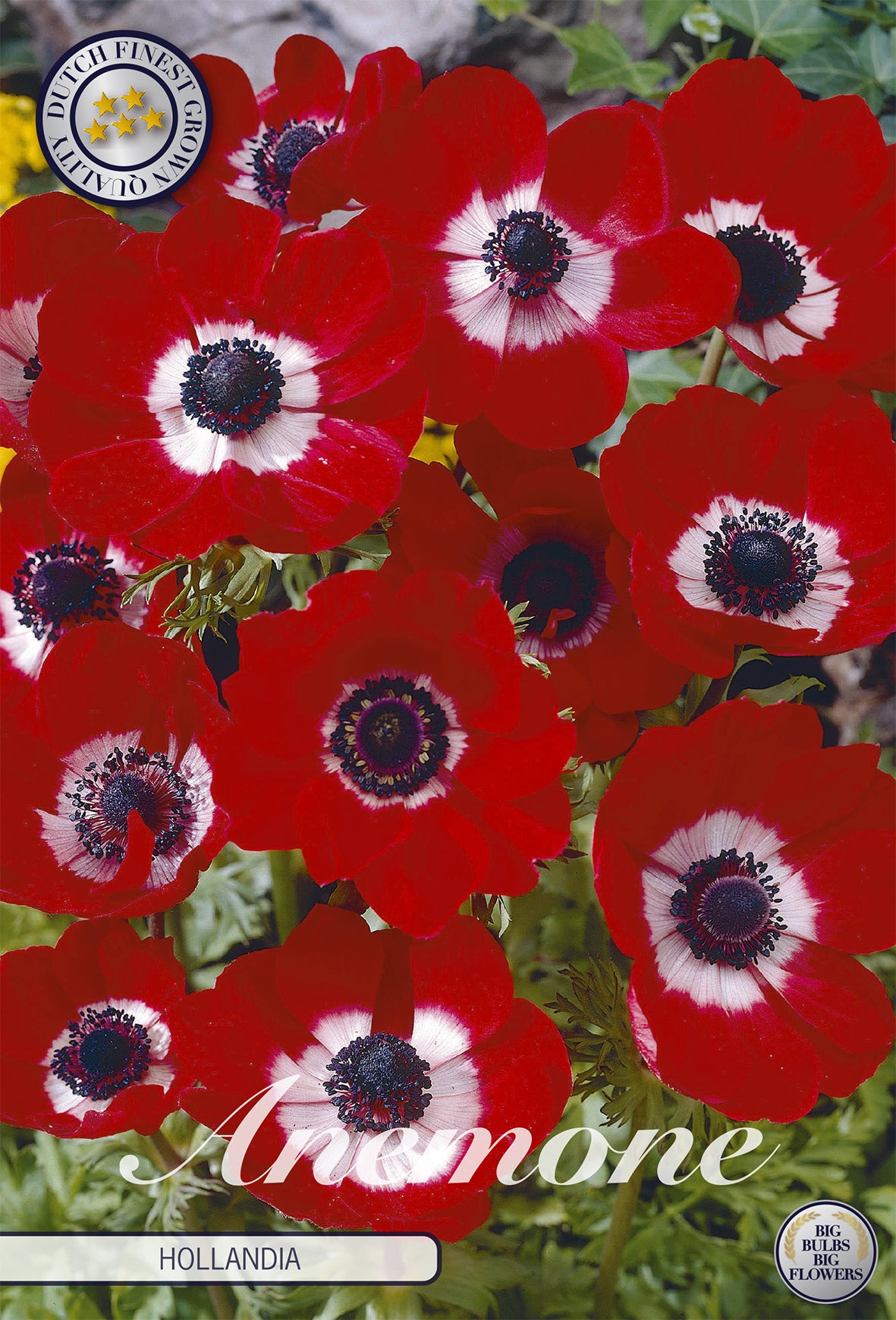 Anemone Hollandia (20 Stück)