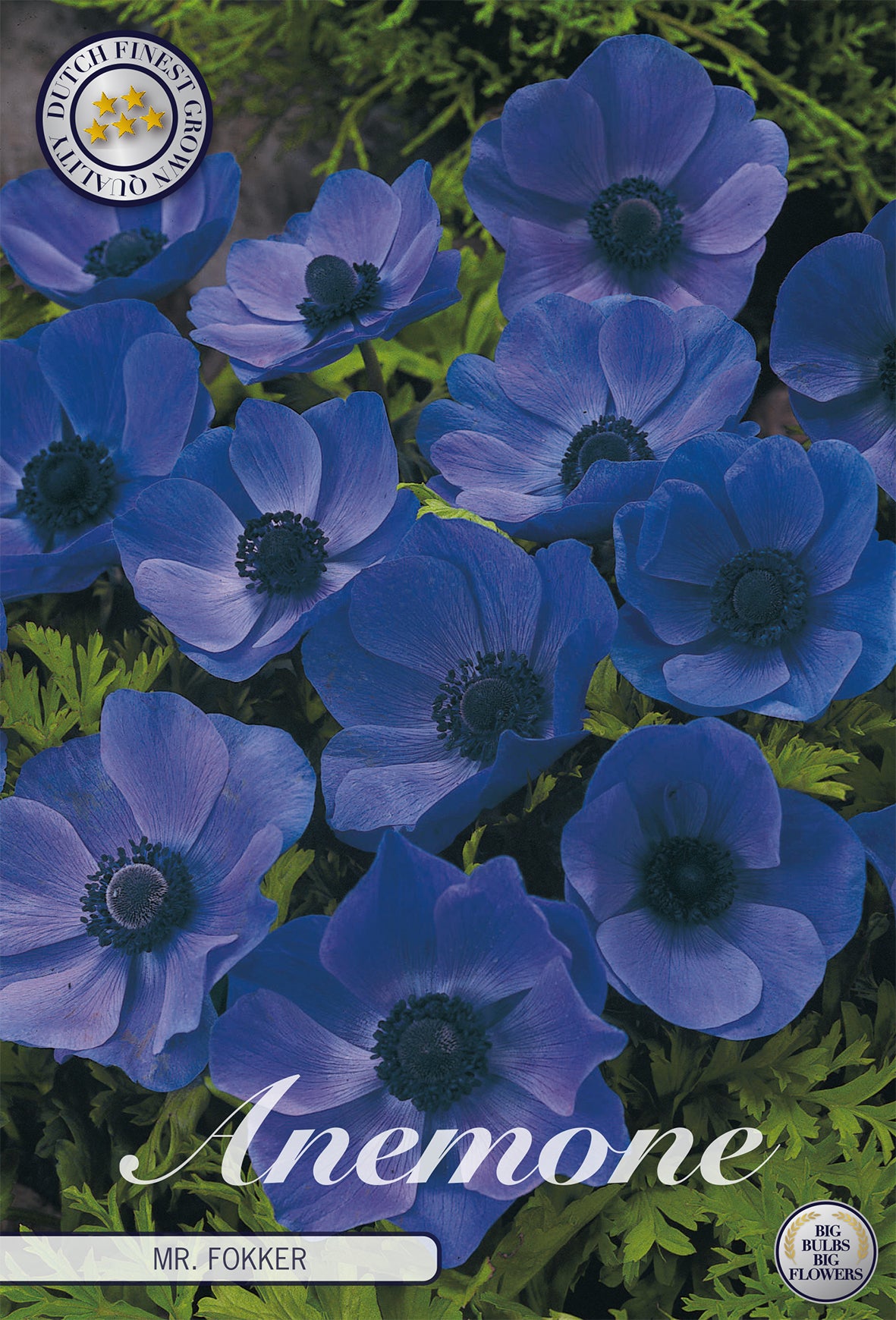 Anemone Mr. Fokker (20 Stück)