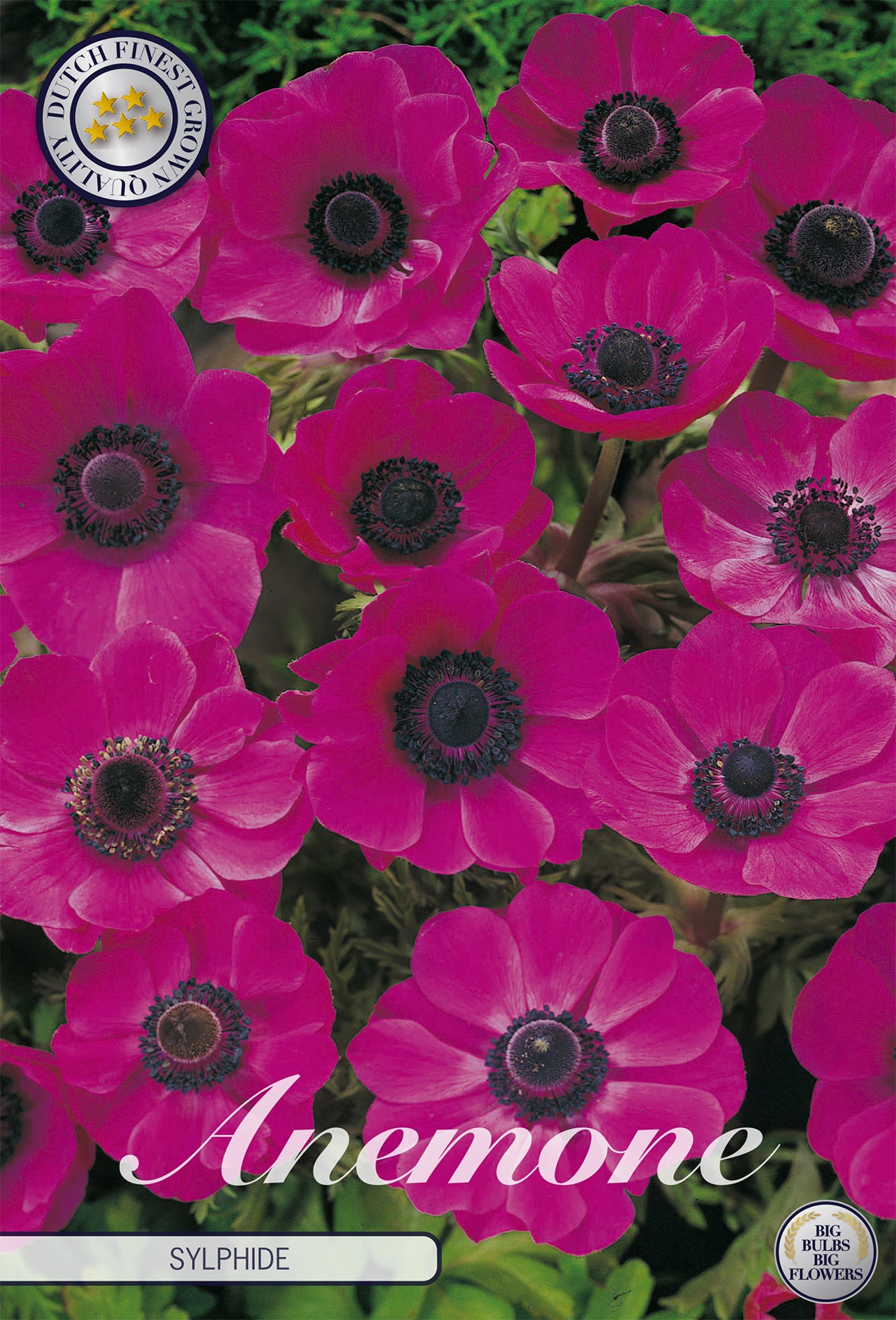 Anemone Sylphide (20 Stück)
