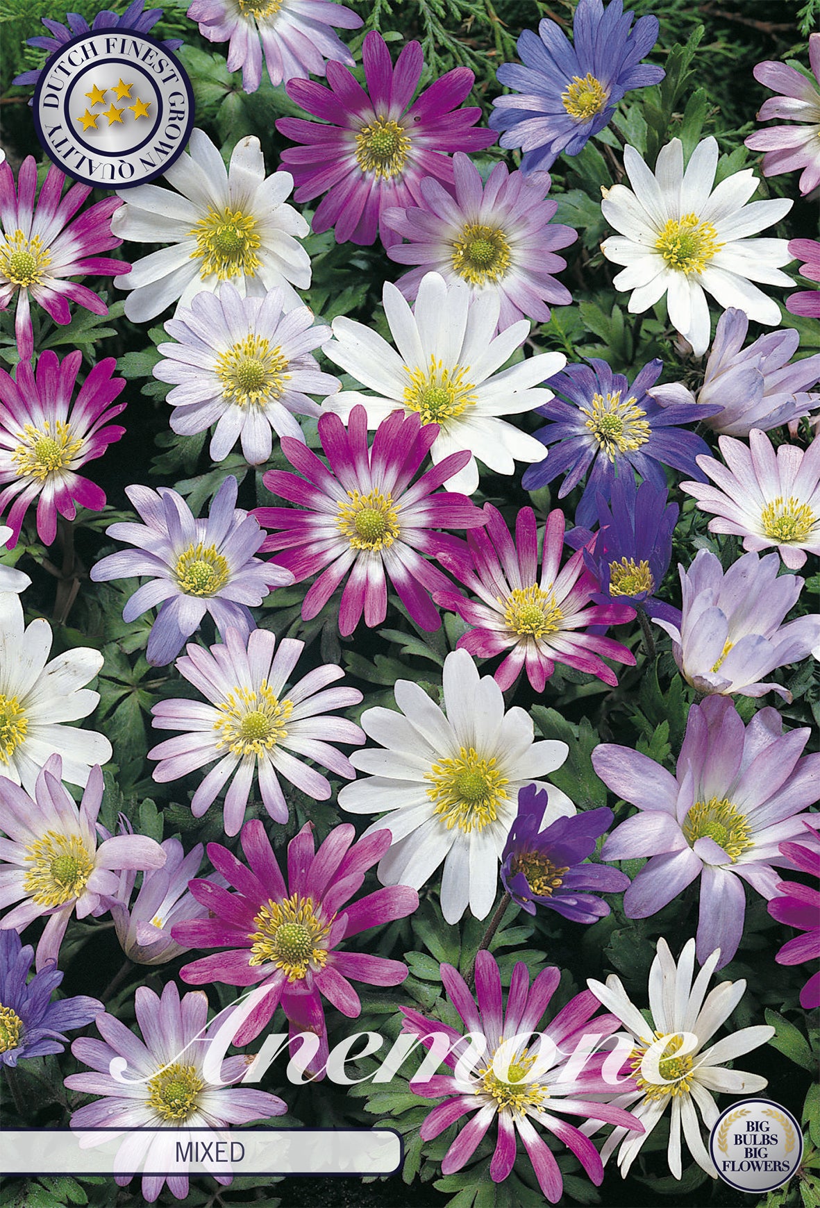 Anemone Blanda Mix (20 Stück)