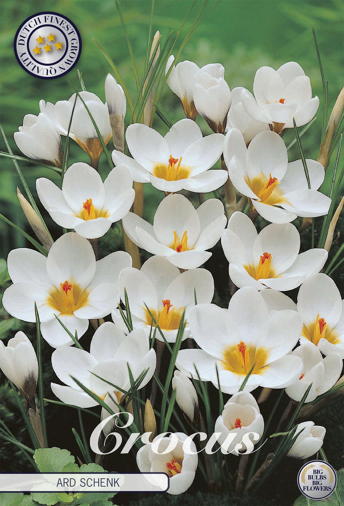 Krokus Ard Schenk (10 Stück)