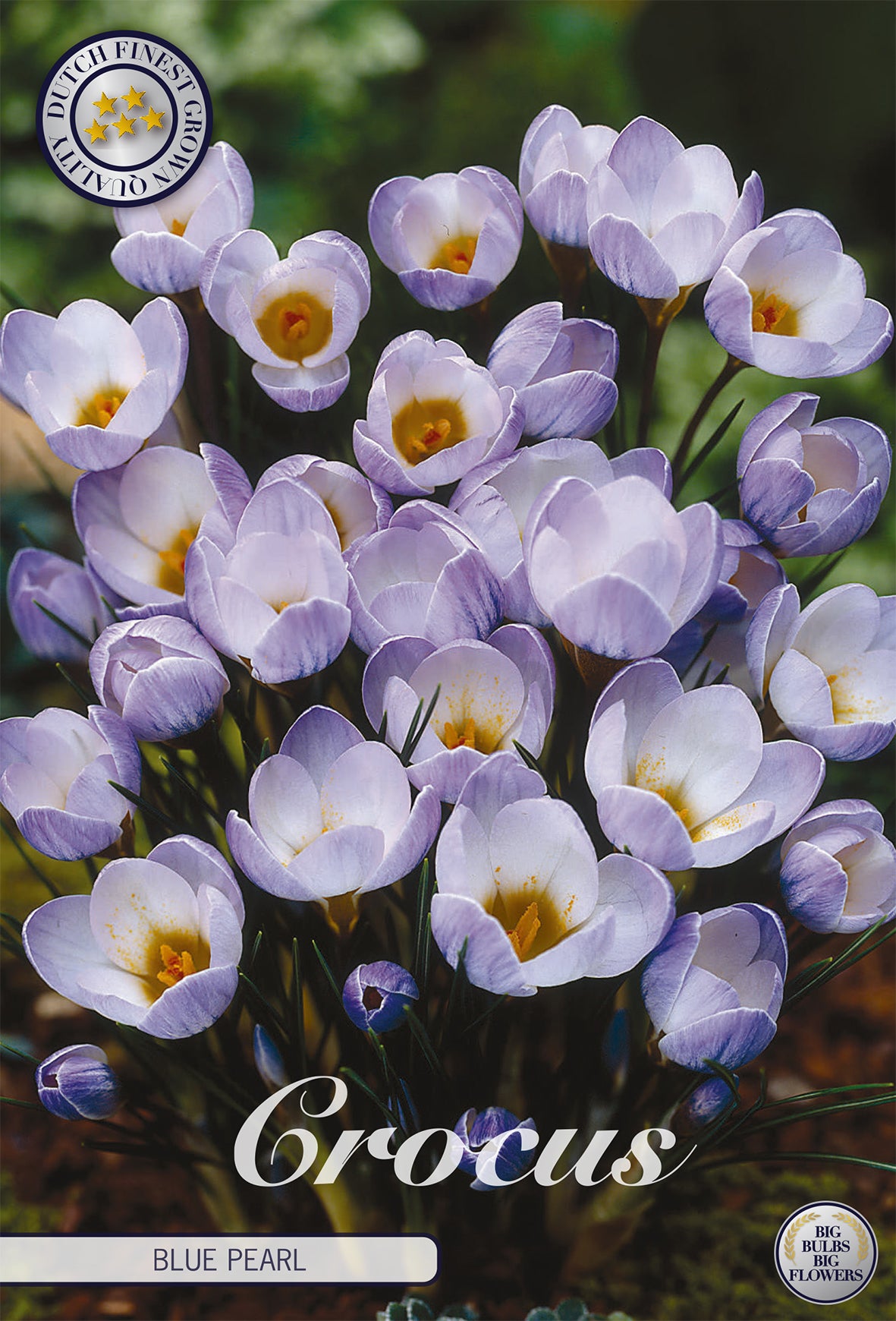 Krokus Blue Pearl (10 Stück)