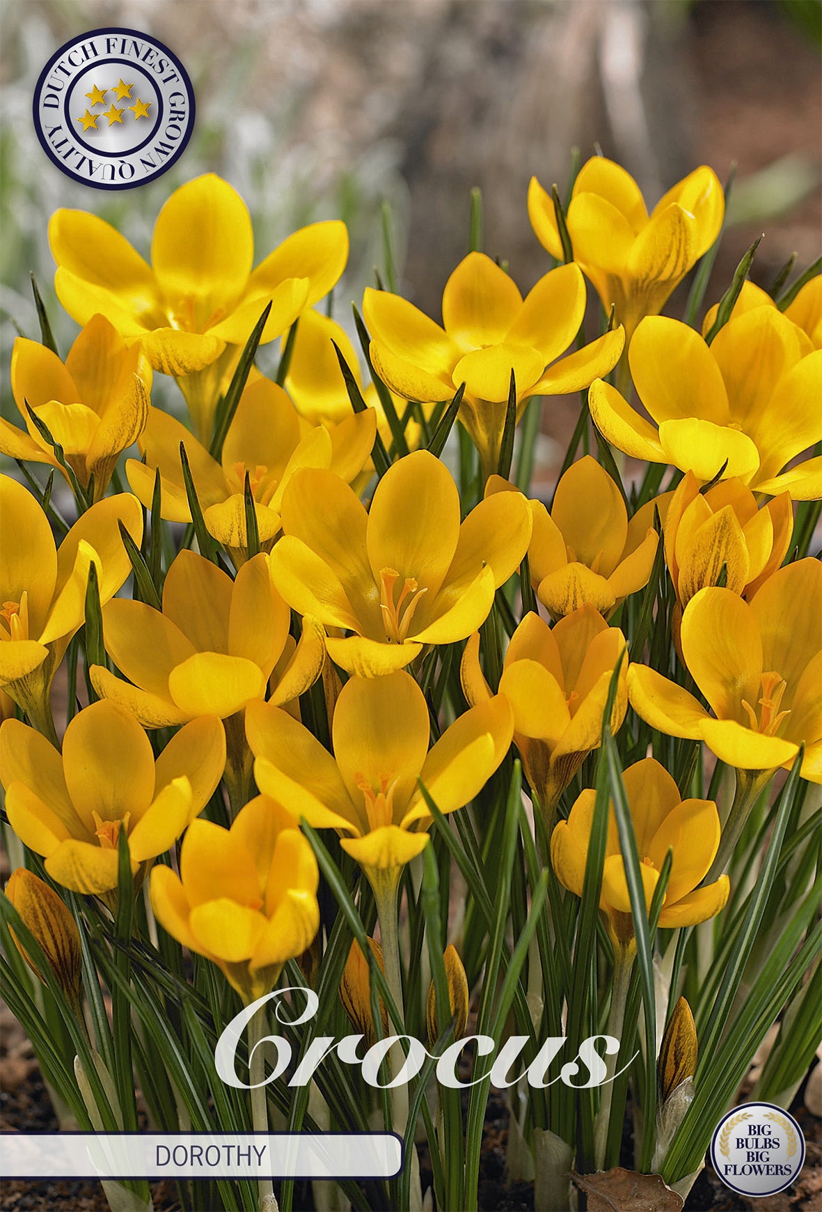 Krokus Dorothy (20 Stück)