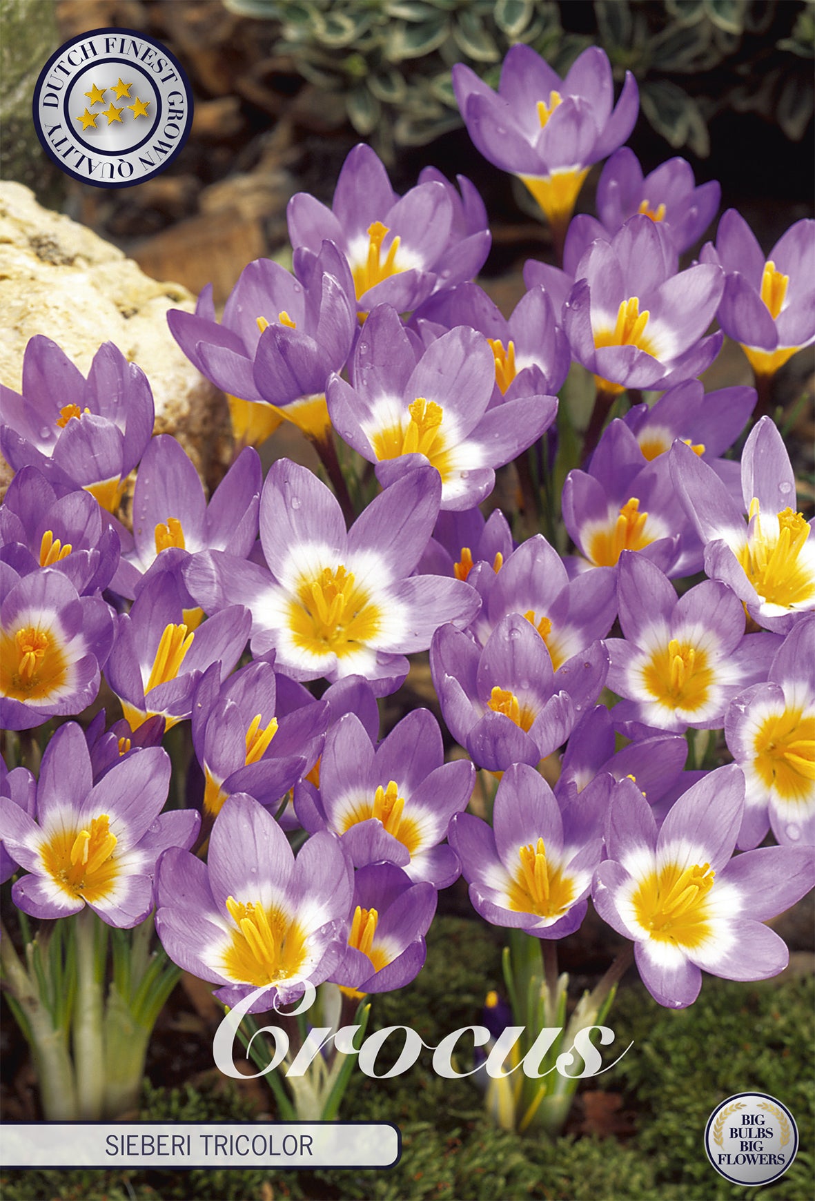 Krokus Sieberi Tricolor (10 Stück)