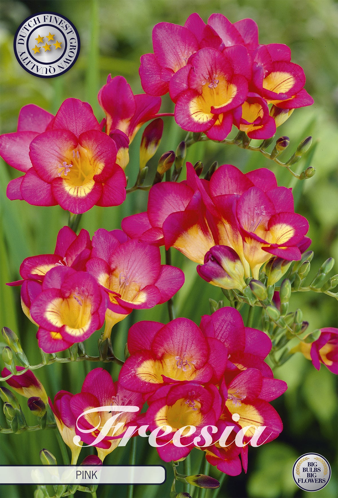 Freesie Pink (15 Stück)